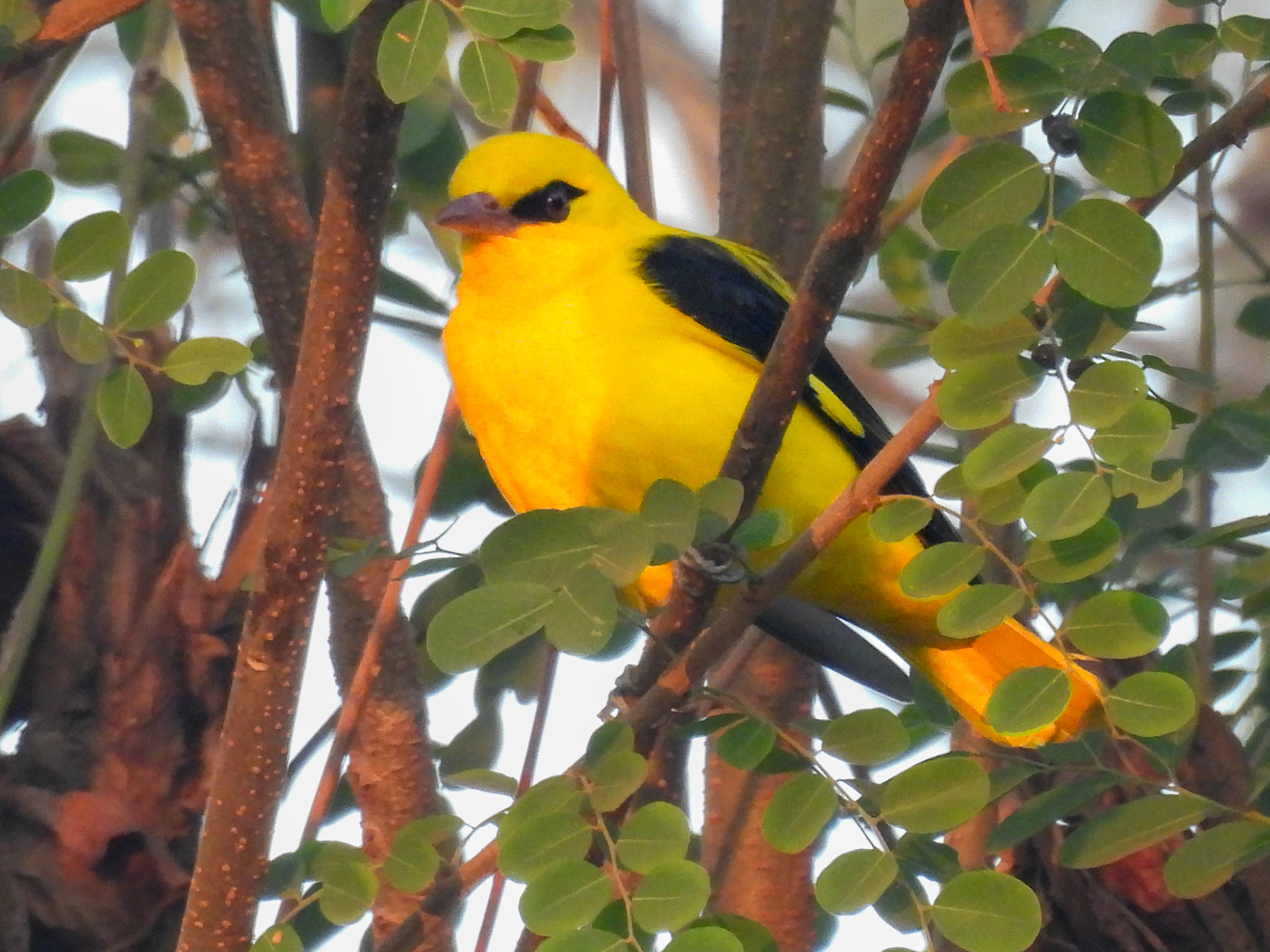 Indian Golden Oriole 