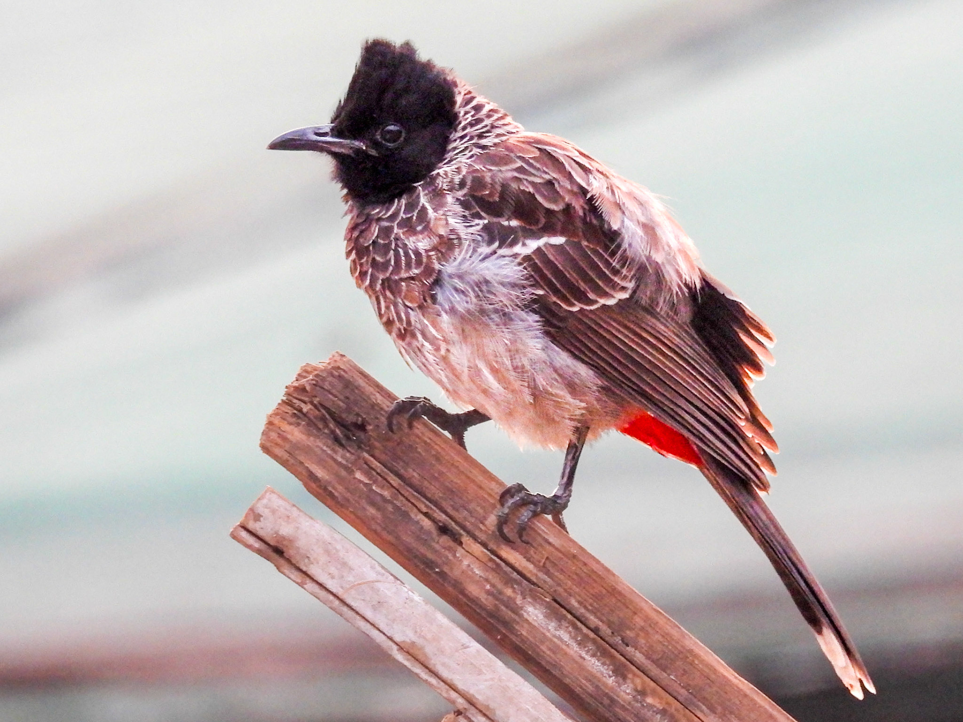 Red-vented Bulbul
