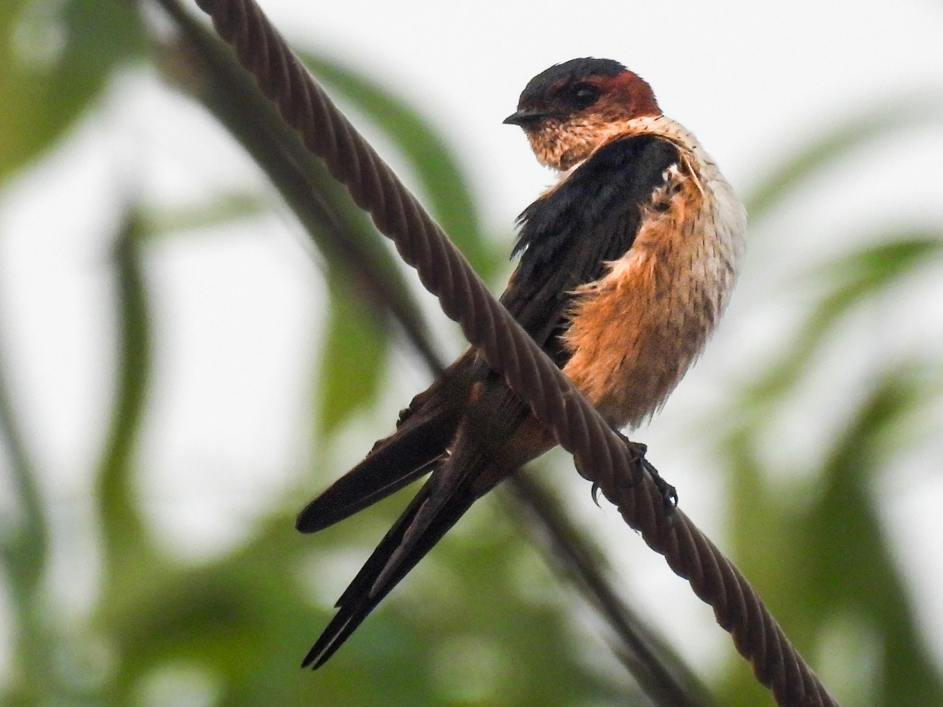 Eastern Red-rumped Swallow 