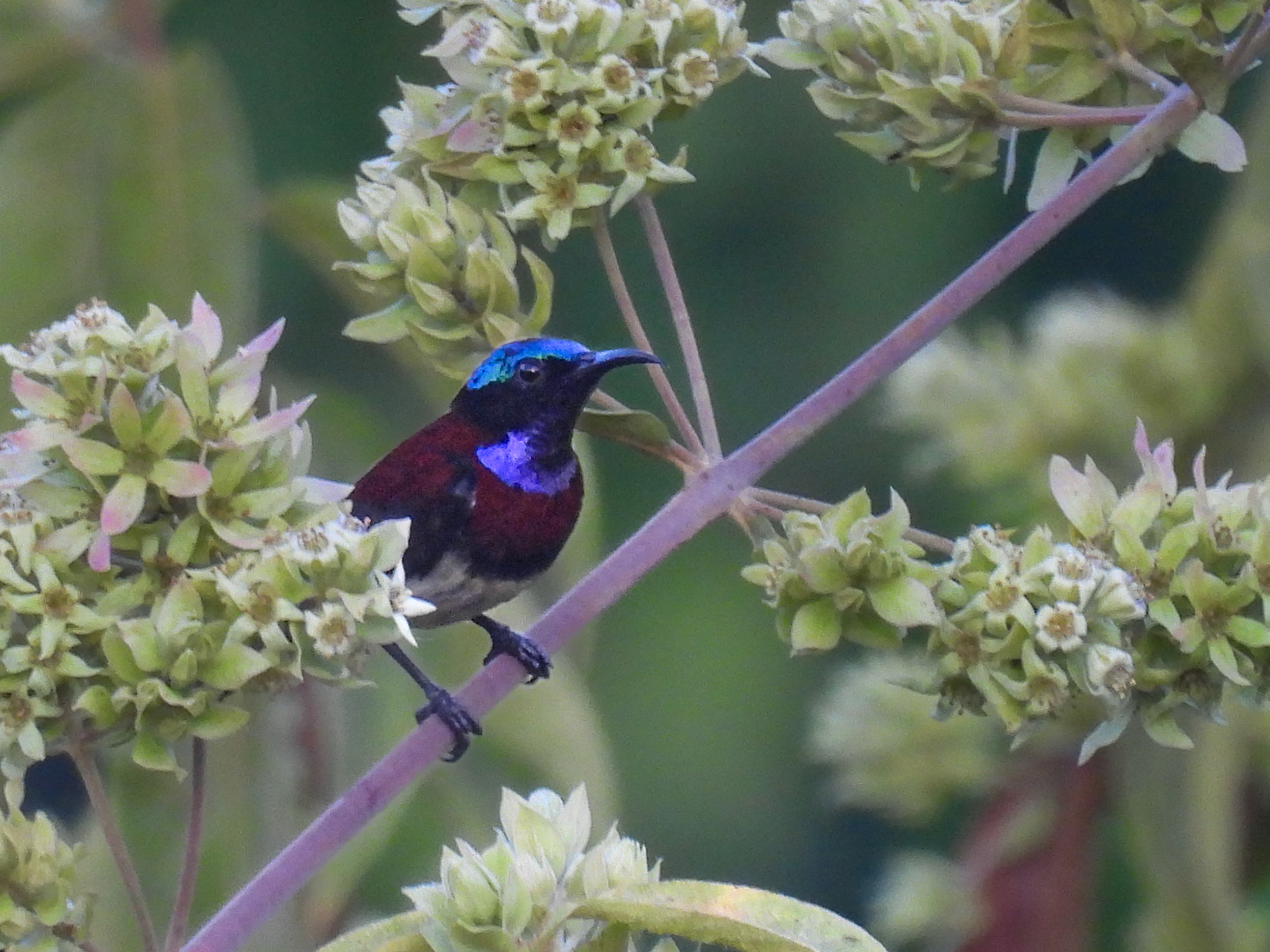 Crimson-backed Sunbird