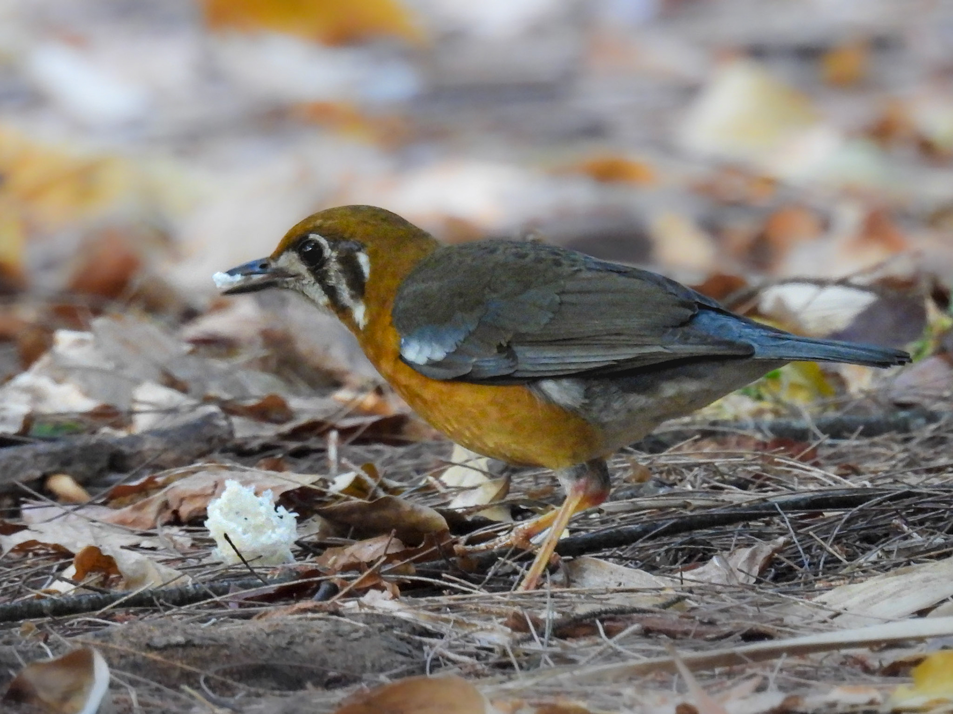 Orange-headed Thrush eating rice 