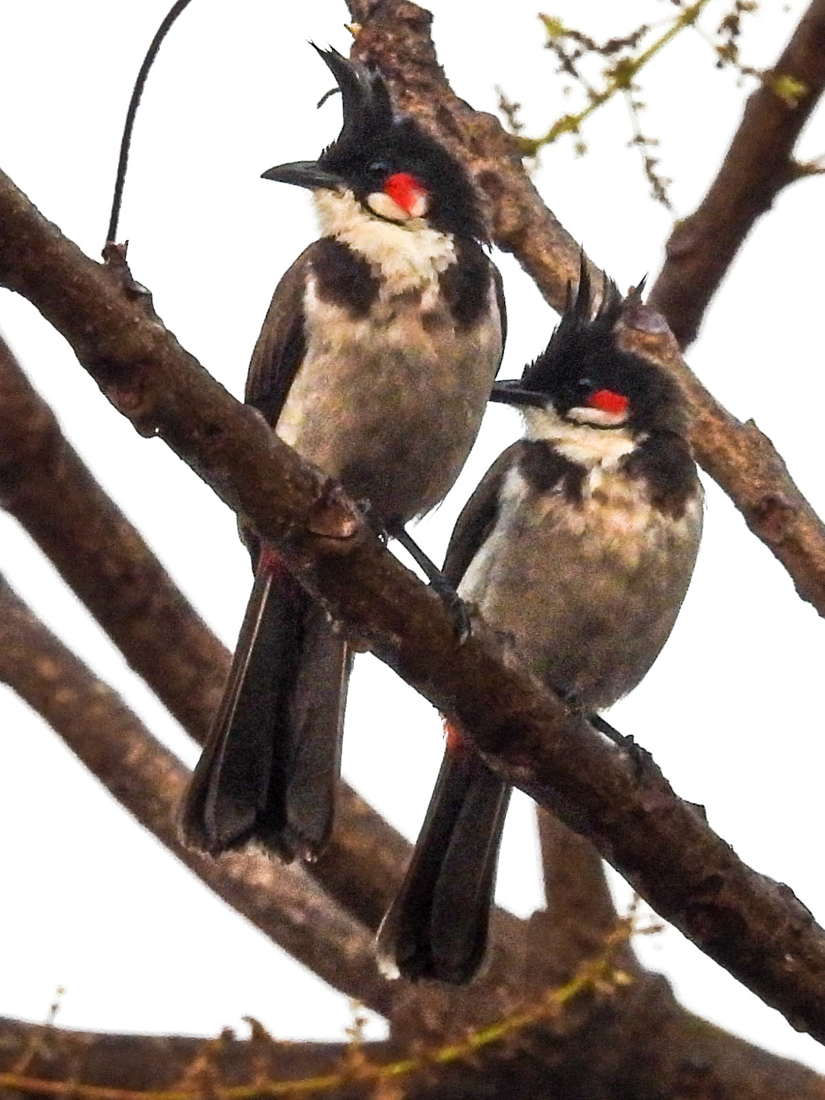Red-whispered Bulbuls
