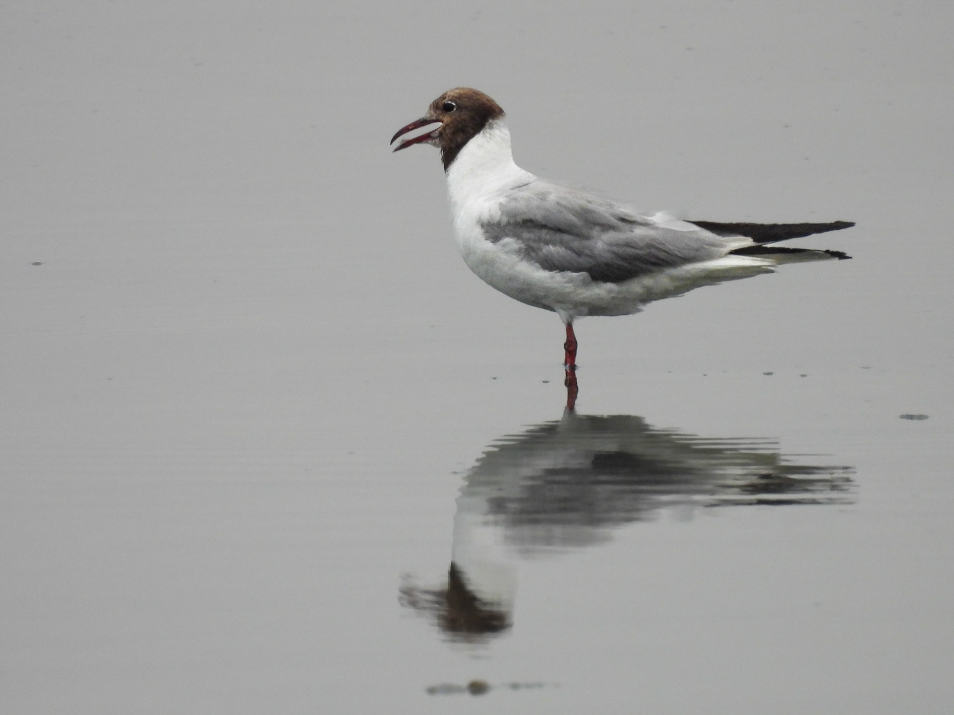 Black-headed Gull - Breeding Adult