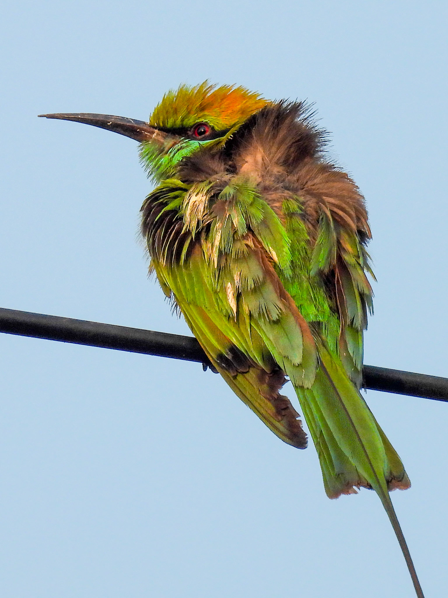 A disheveled looking  Asian Green Bee-eater