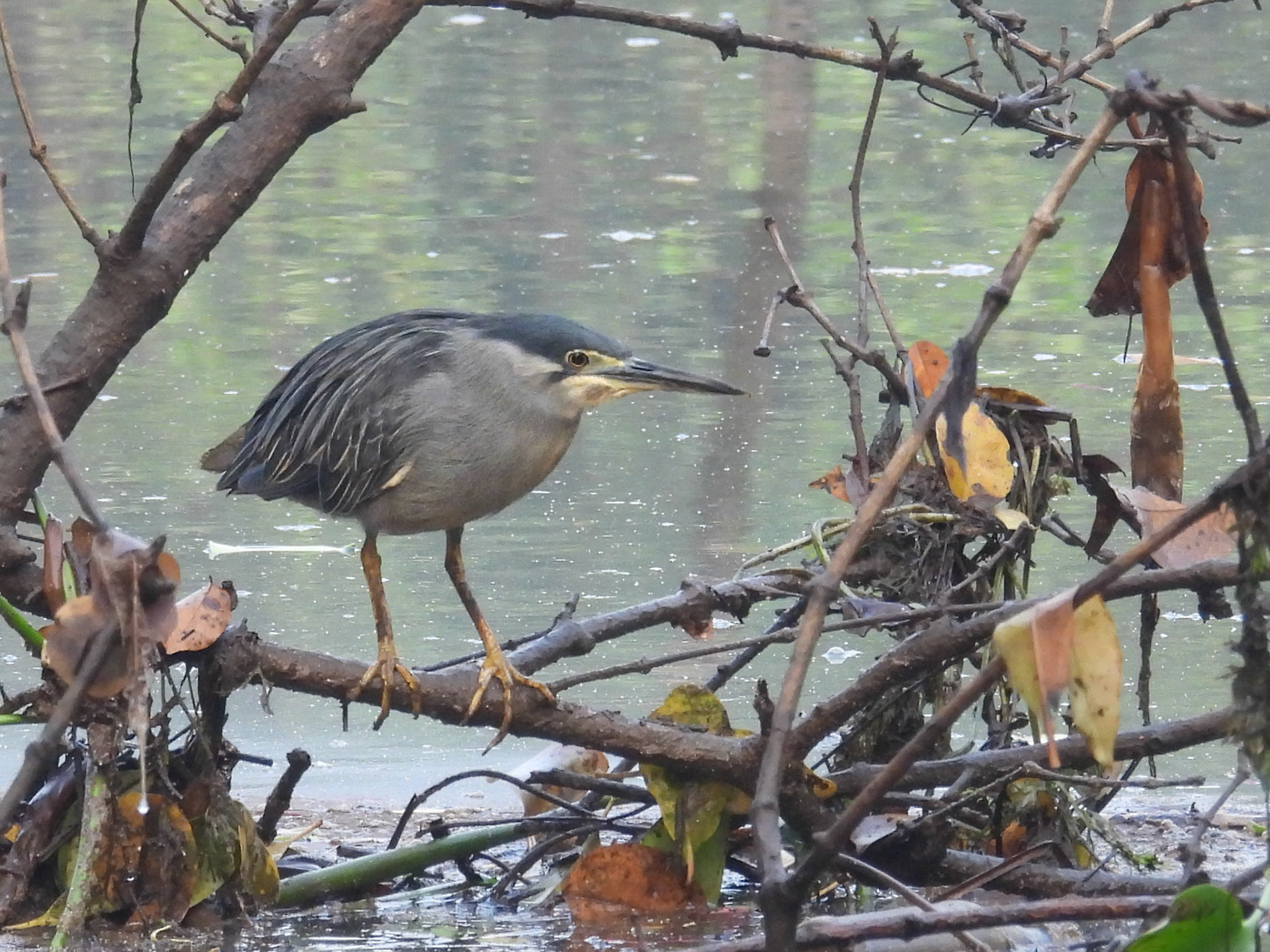 Striated Heron