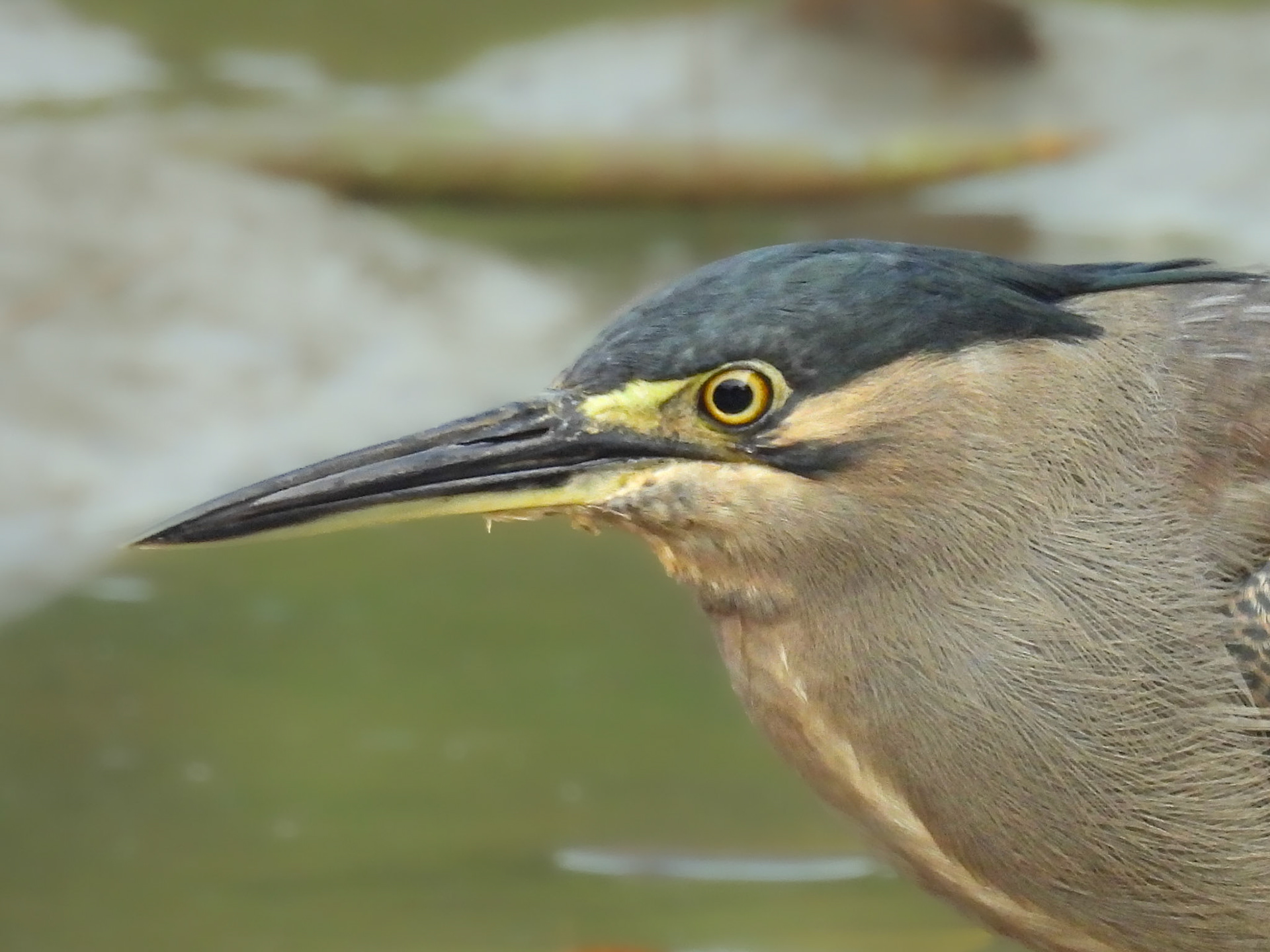 Striated Heron