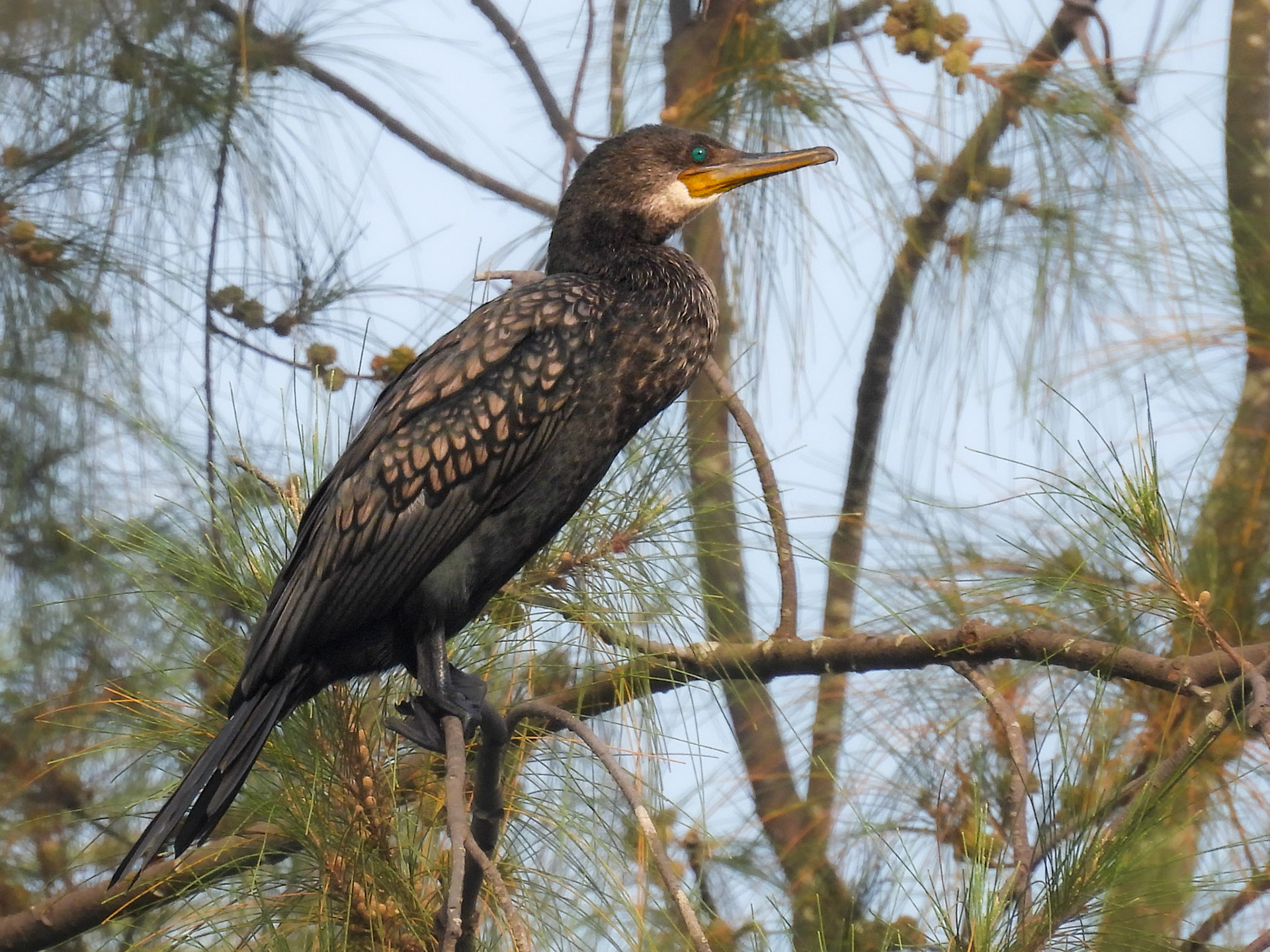 Indian Cormorant