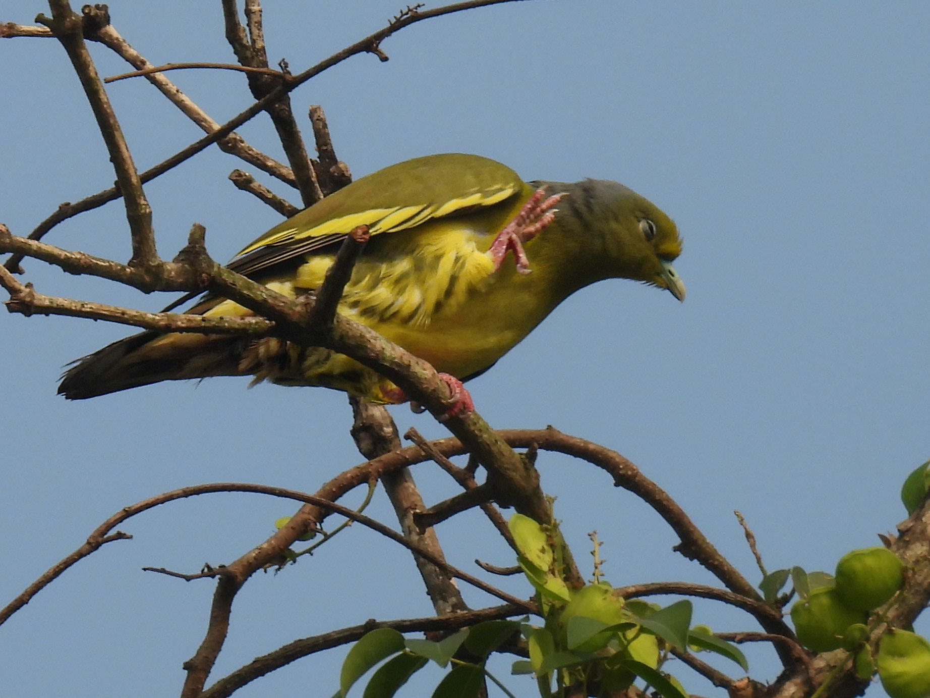 Orange-breasted Green-Pigeon (F)