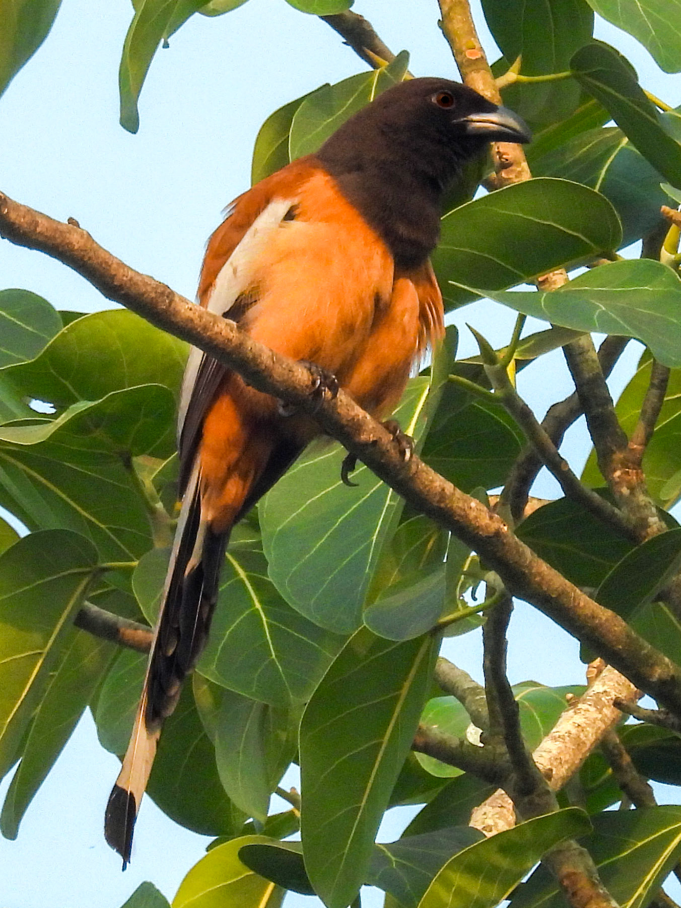 Rufous Treepie
