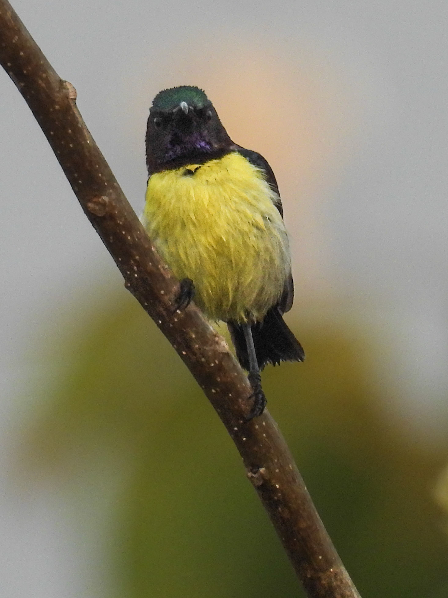 Purple-rumped Sunbird (M)