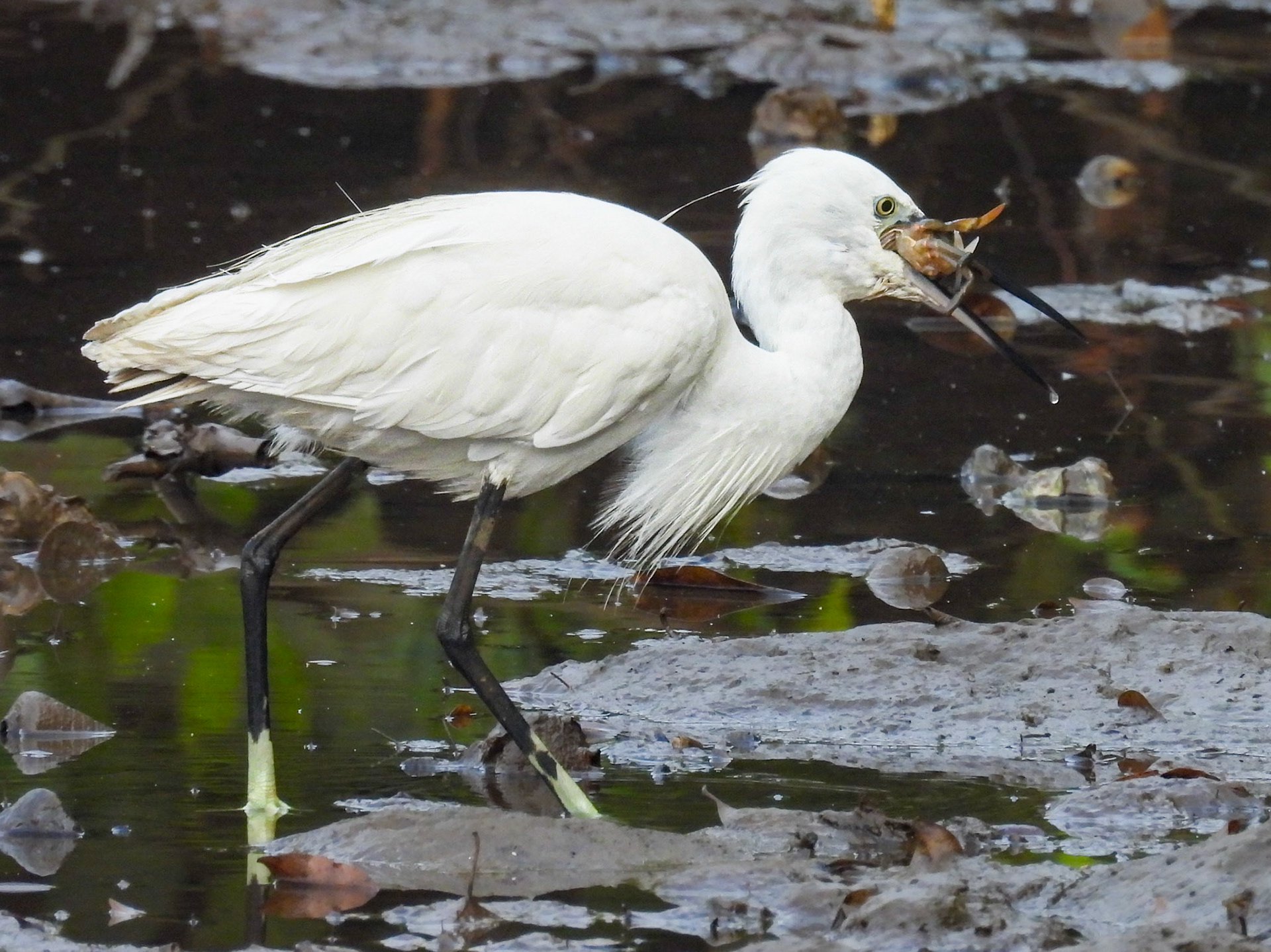 Little Egret - Crab For Breakfast