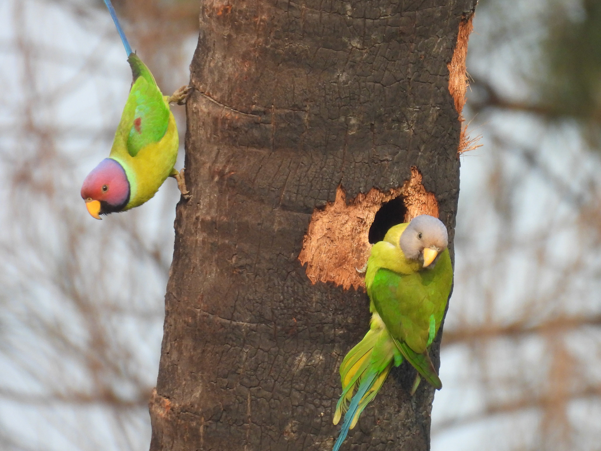 Plum-headed Parakeet