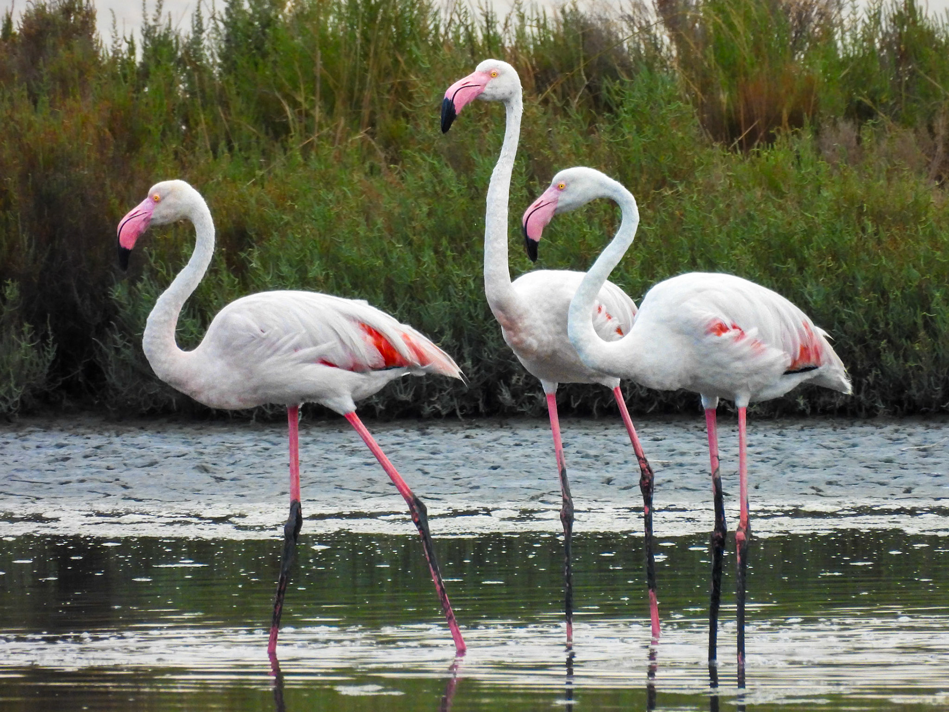 Greater Flamingo