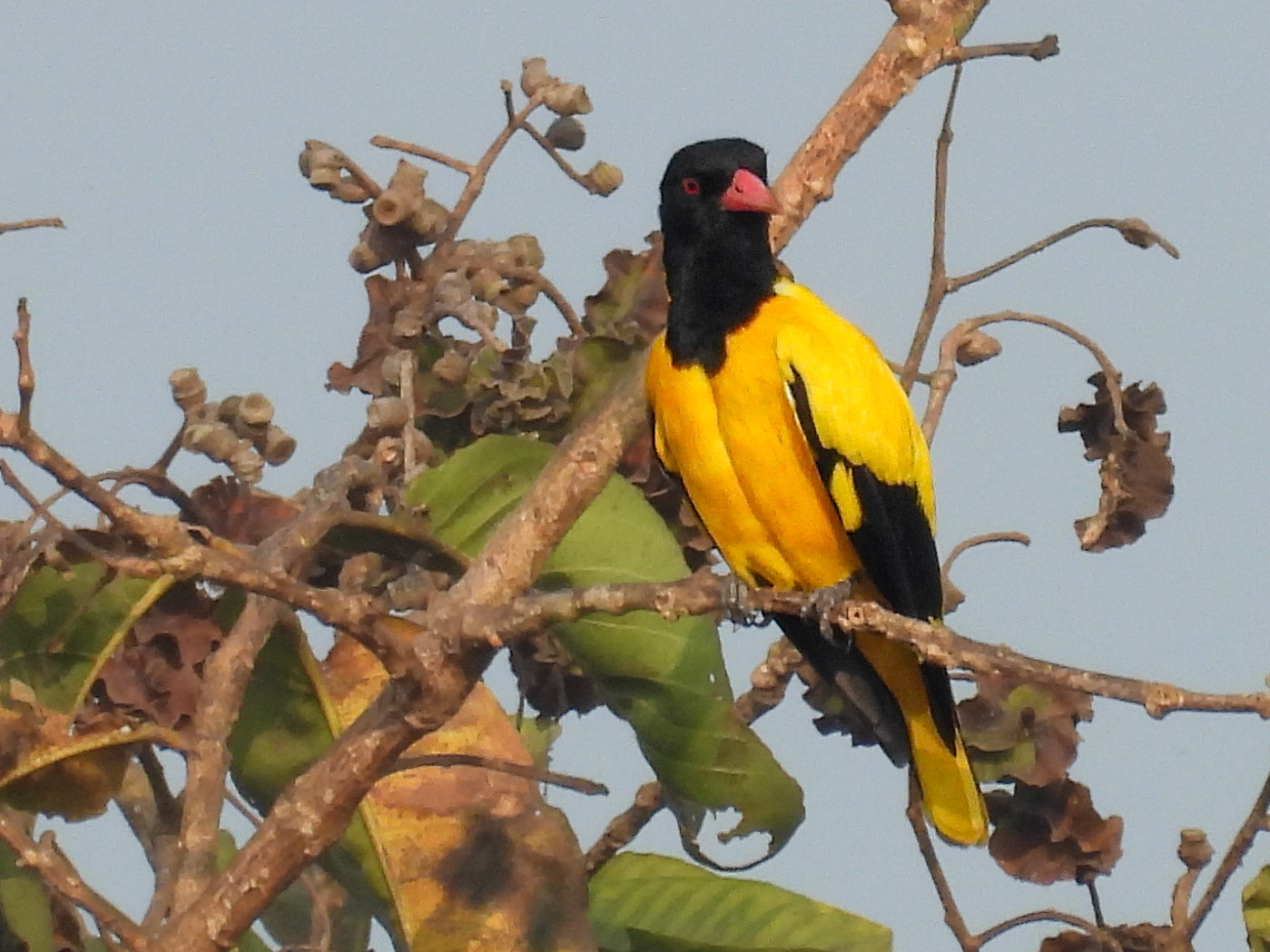 Black-hooded Oriole 