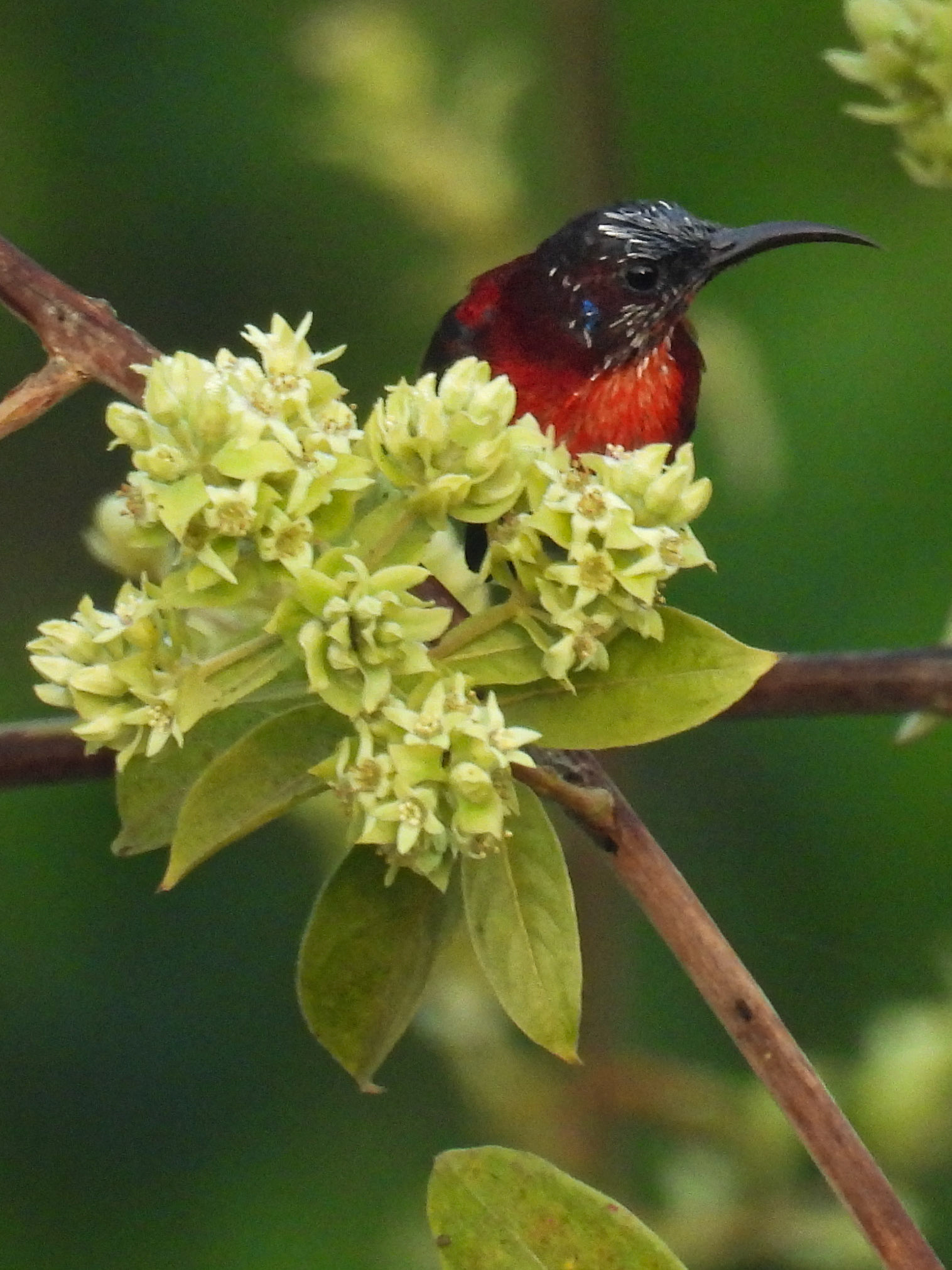 Vigor’s Sunbird 