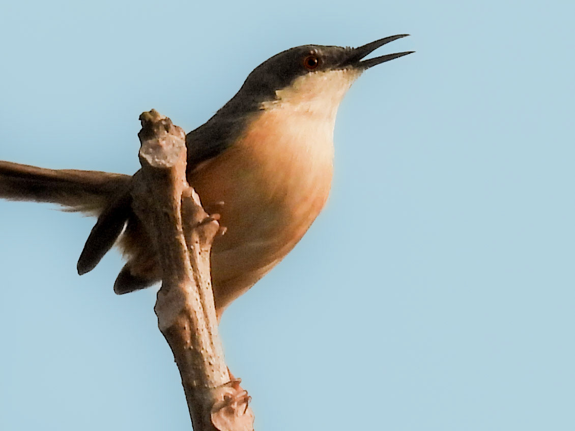 Ashy Prinia
