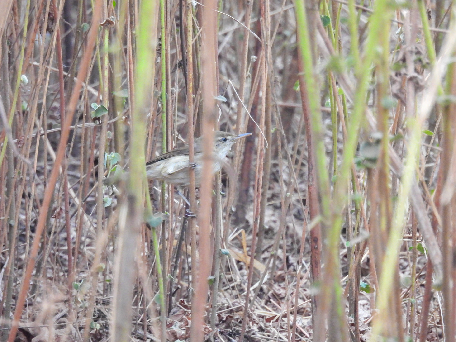 Clamorous Reed Warbler