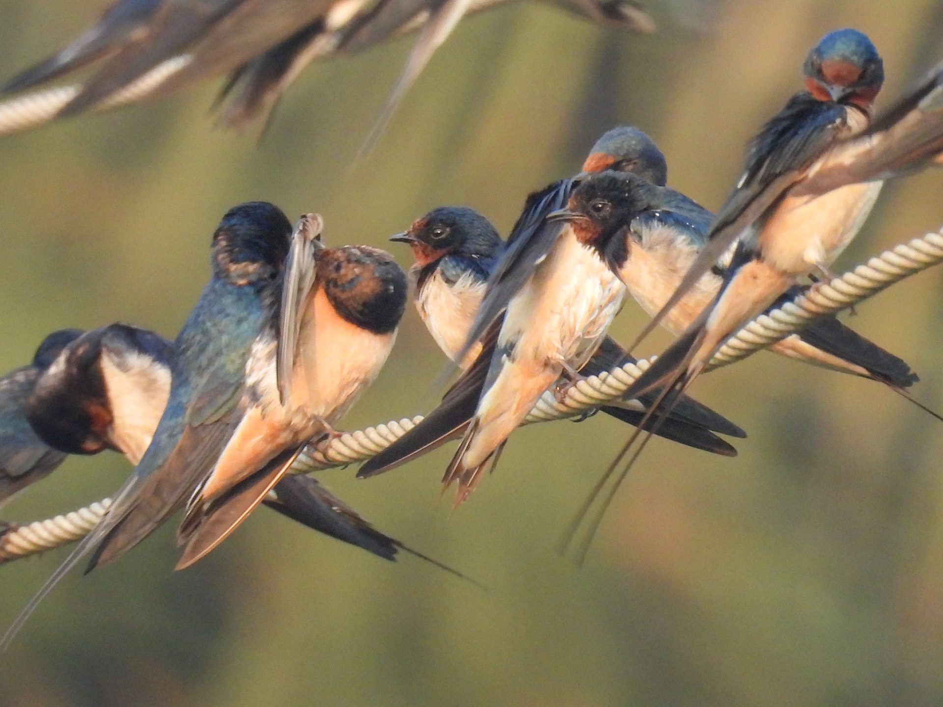 Barn Swallows