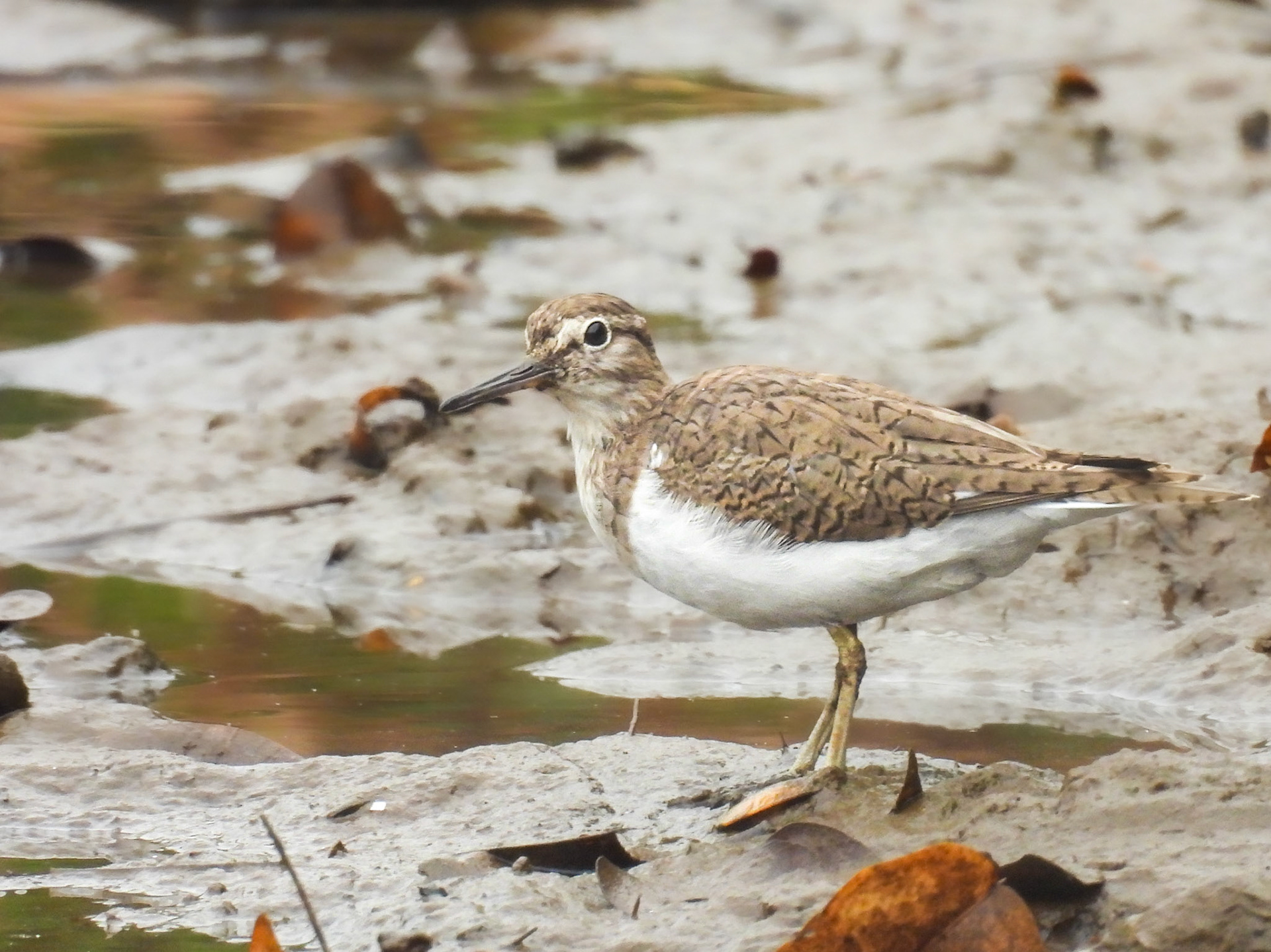 Common Sandpiper