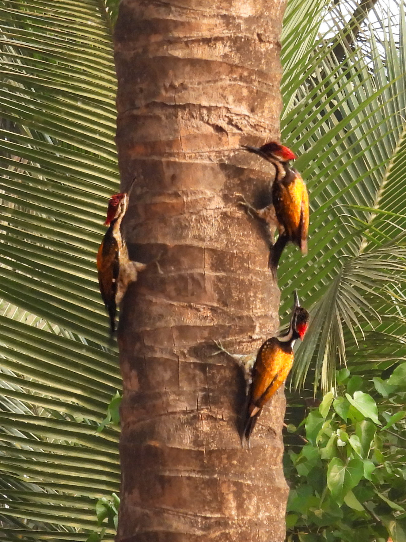 Three Black-rumped Flamebacks - A First For Me!