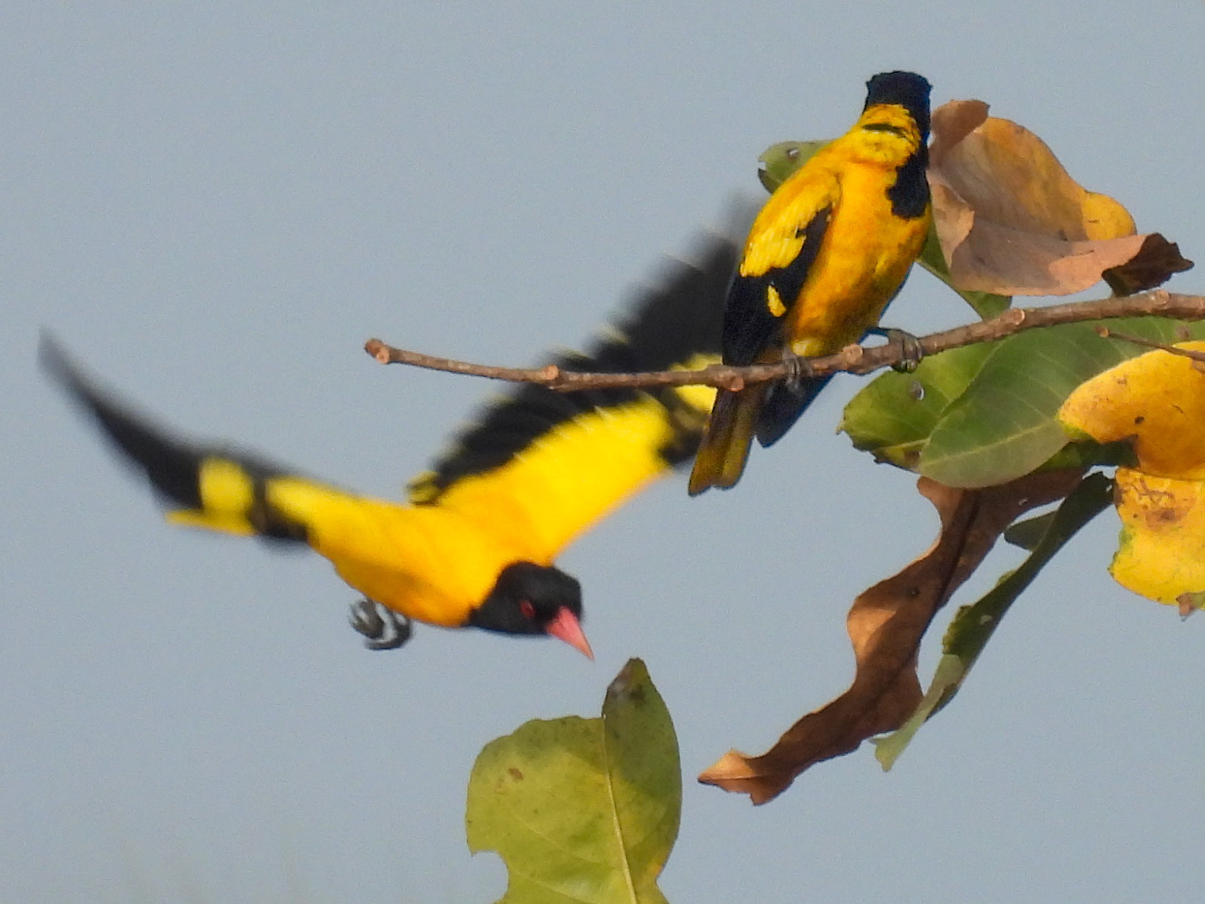 Black-hooded Oriole 