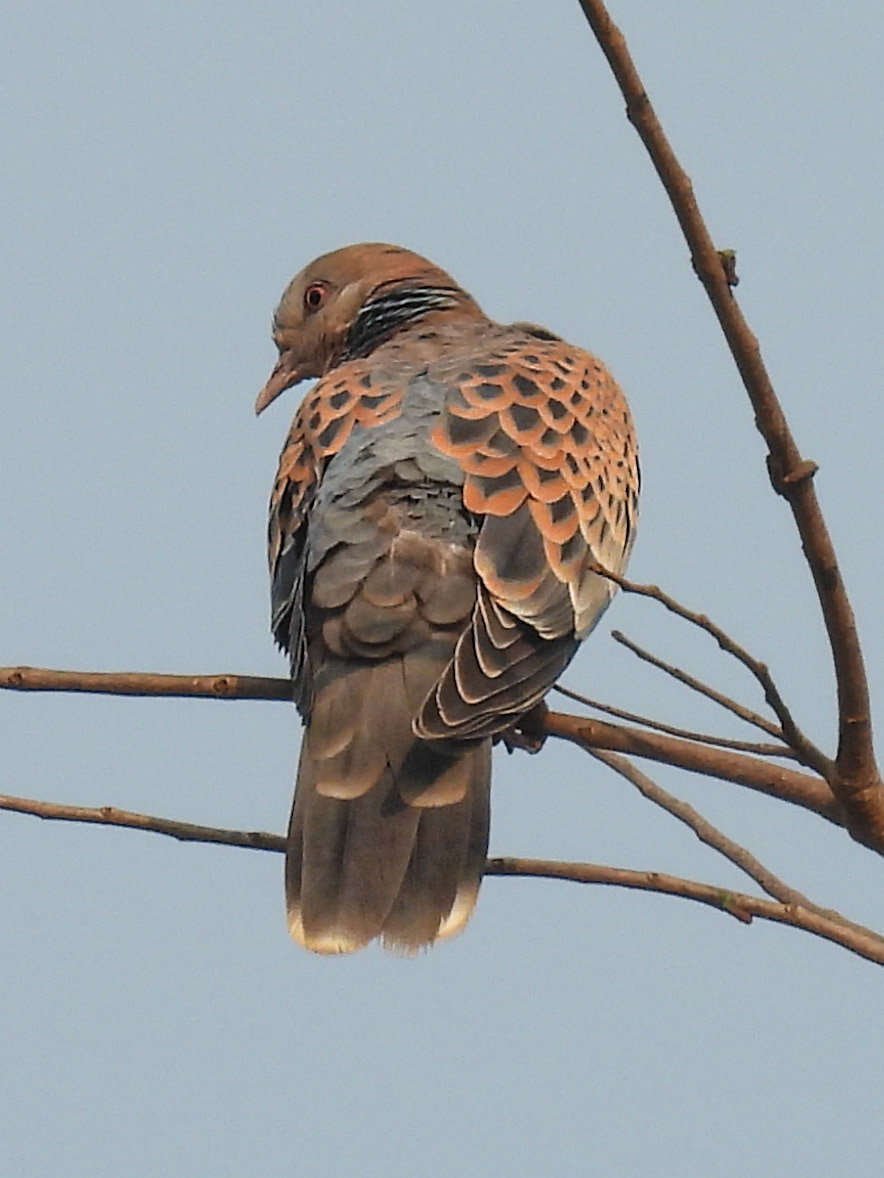 Oriental Turtle Dove