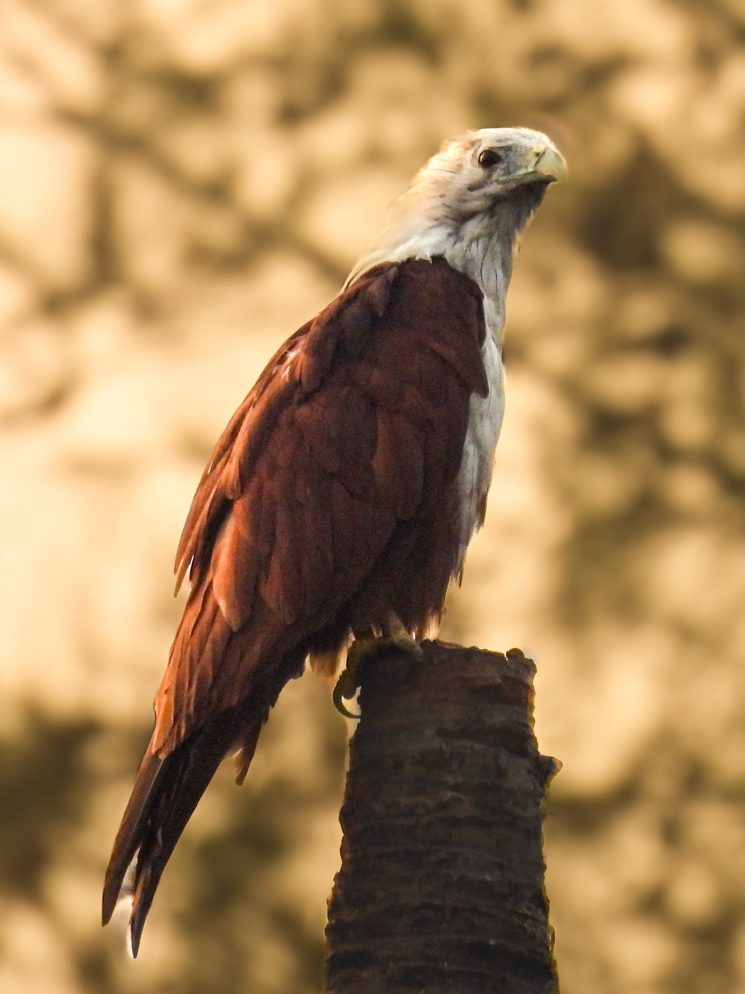 Brahminy Kite