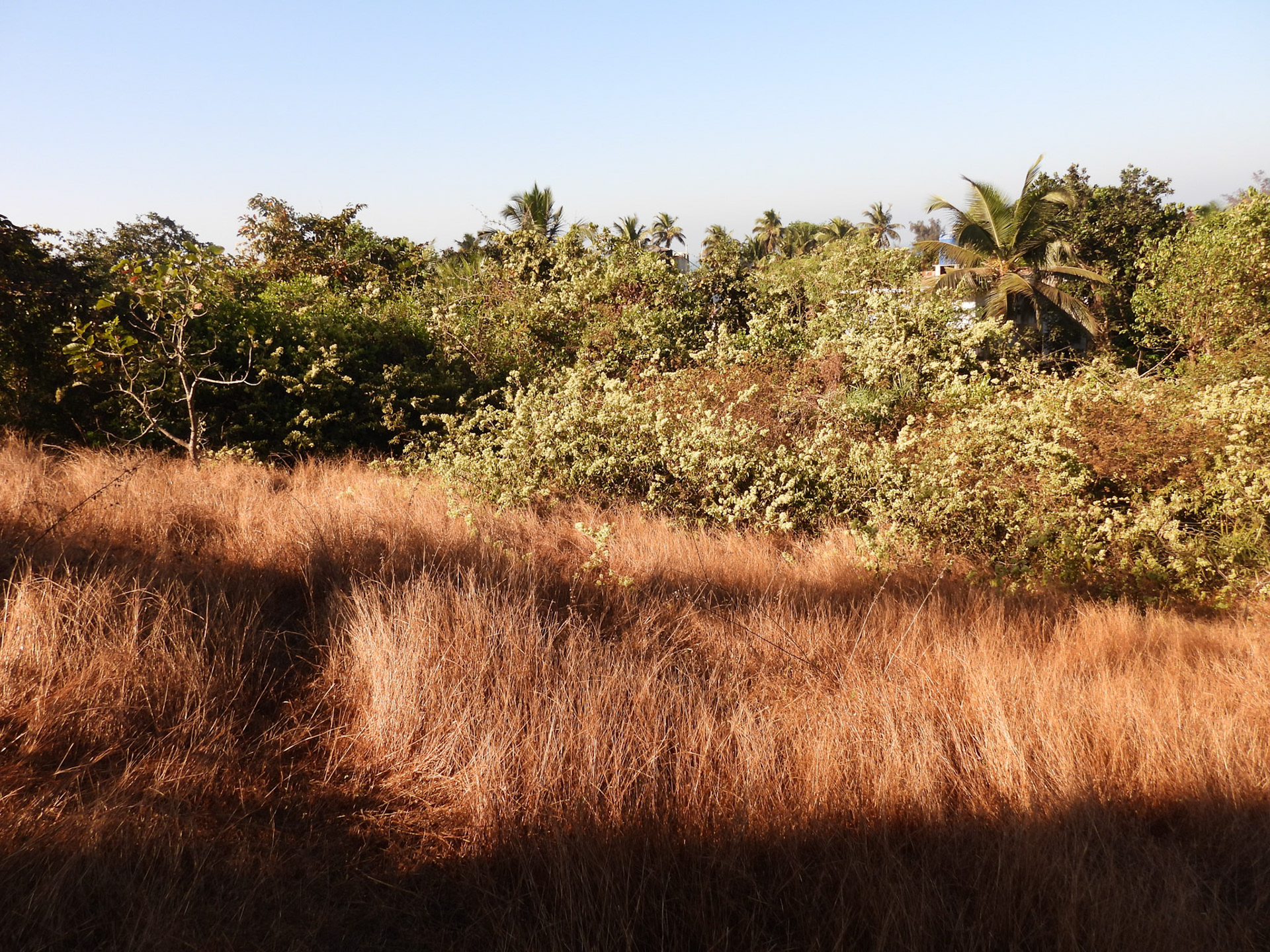 The 'bird-bank' at Giroba Temple