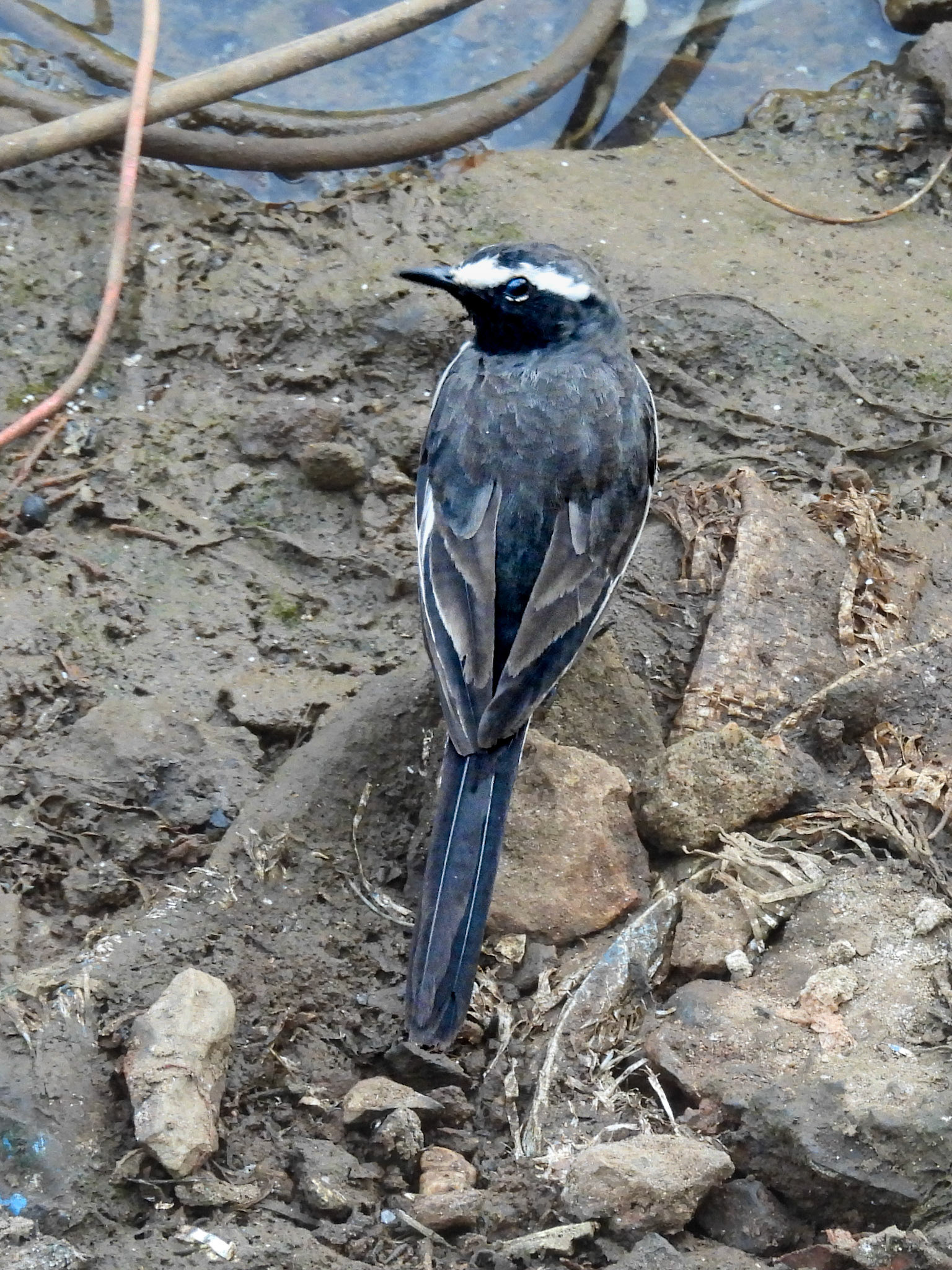 White-browed Wagtail