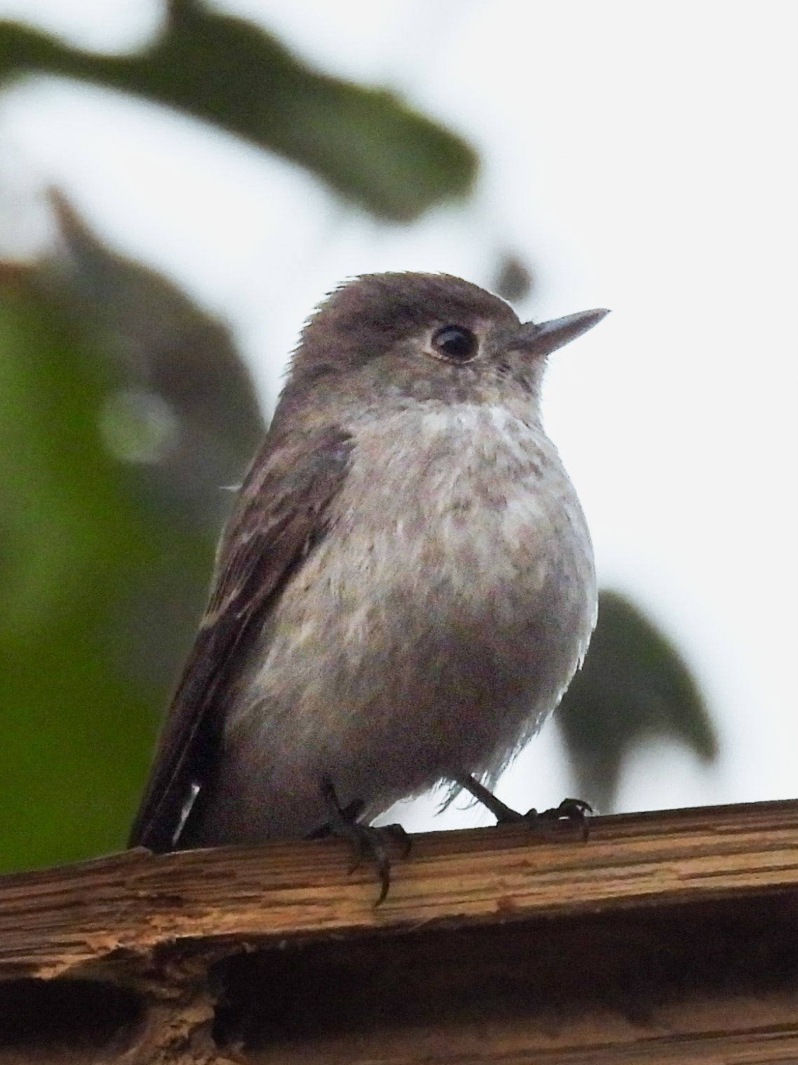 Asian Brown Flycatcher