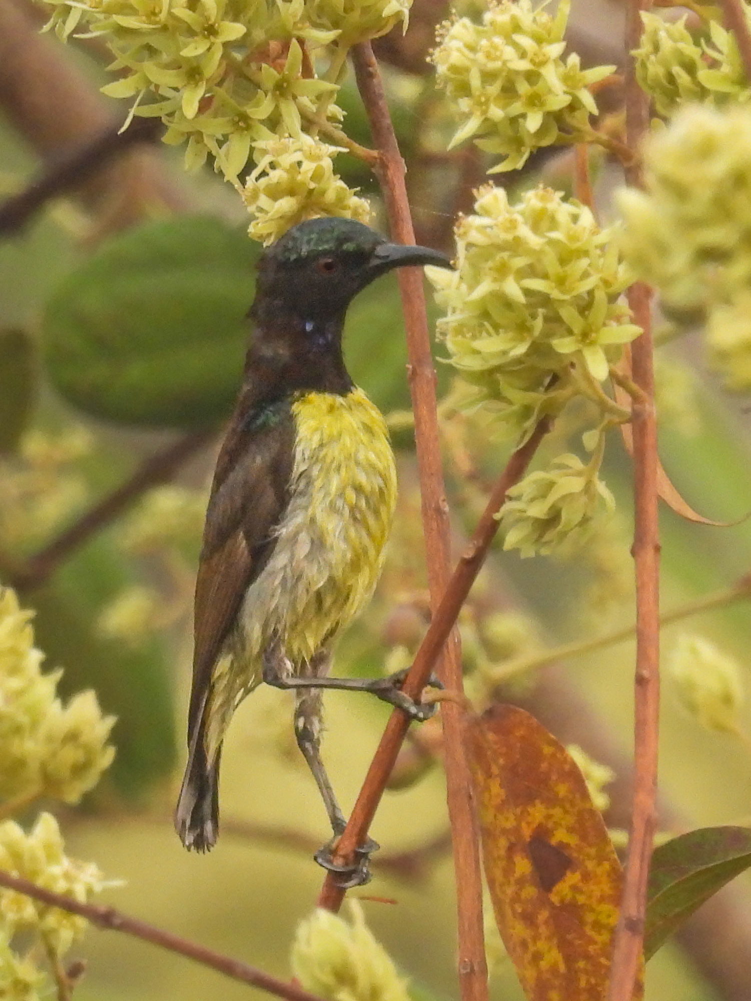 Purple Sunbird (F)