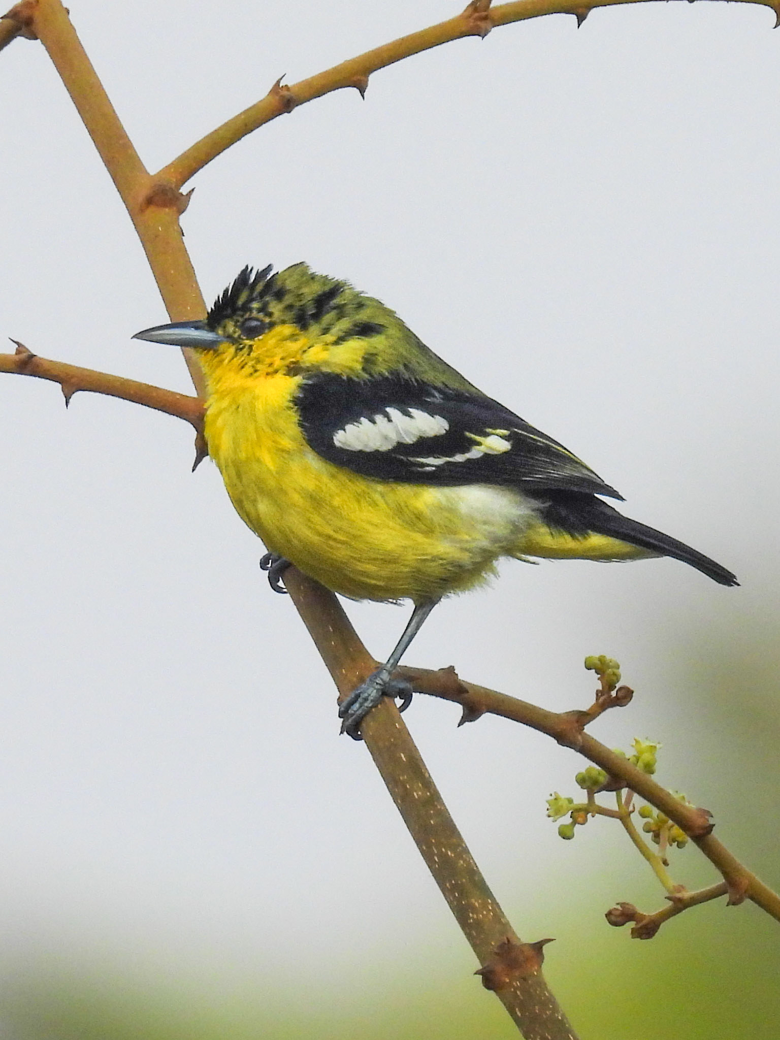 Common Iora