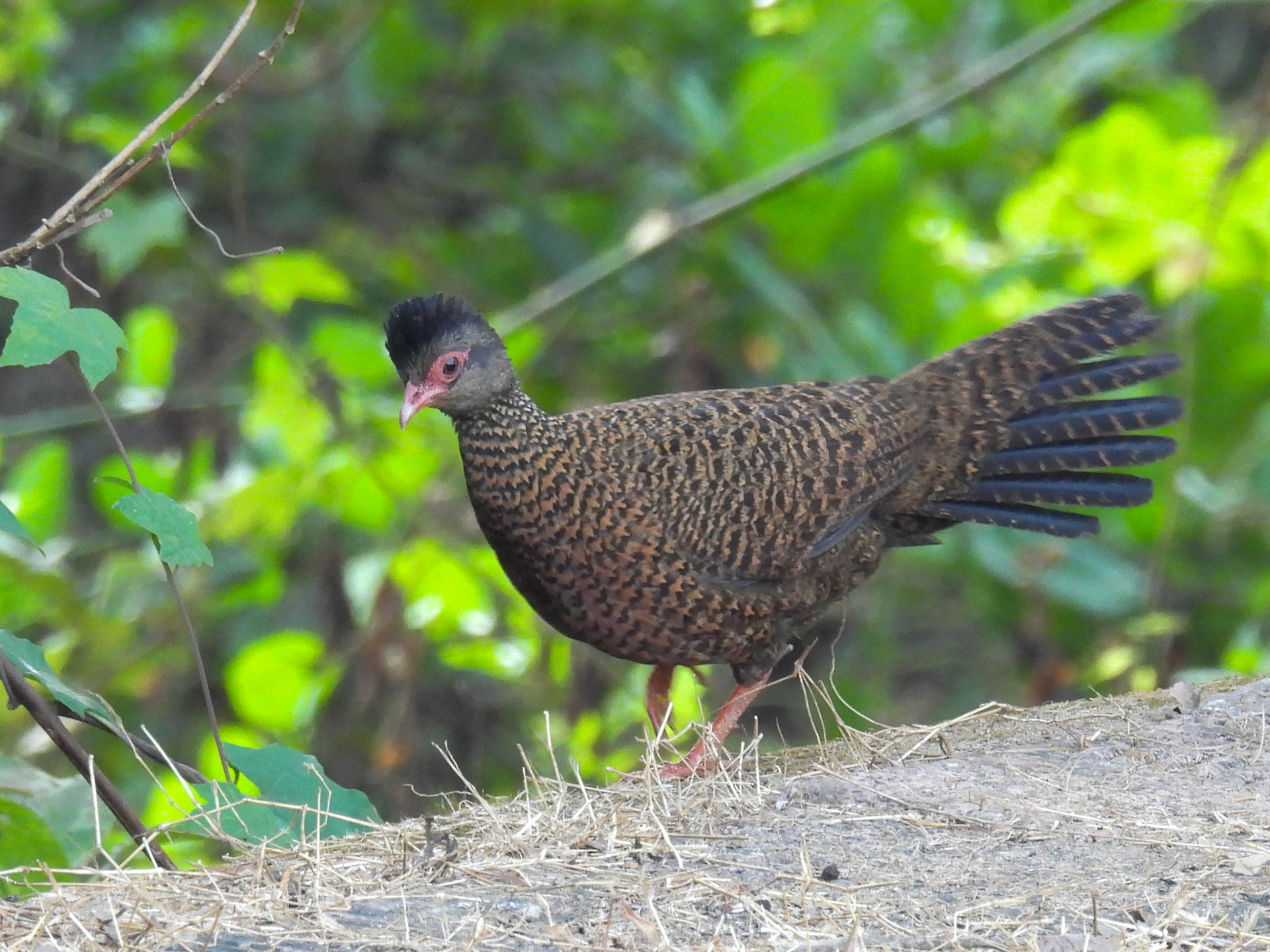 Red Spurfowl