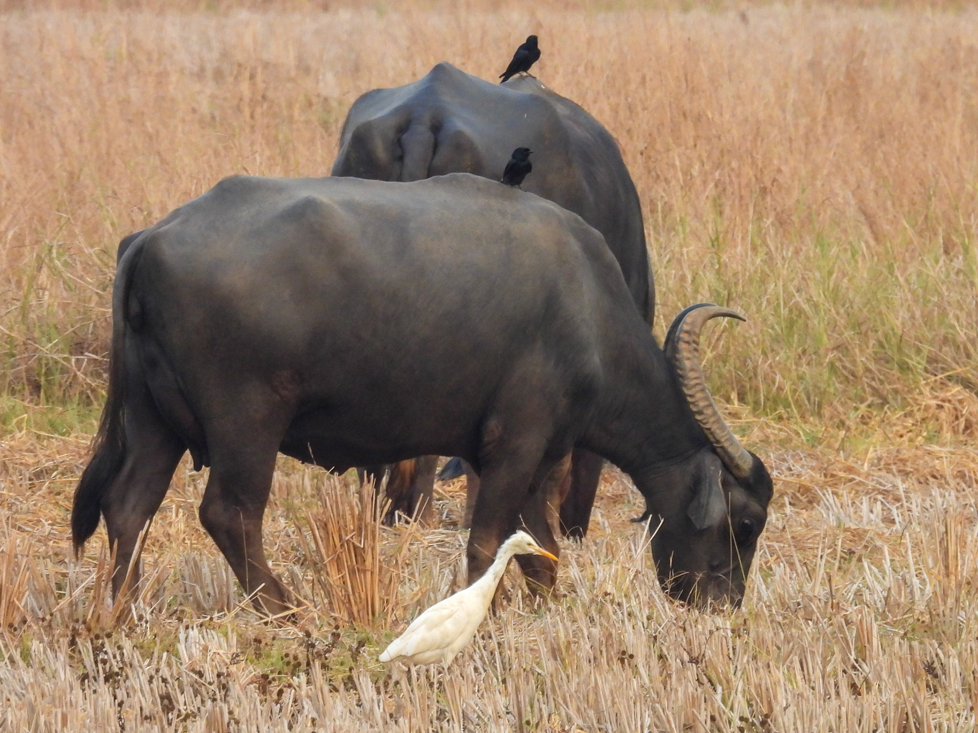 Water Buffalo with Cattle Egret & Drongos