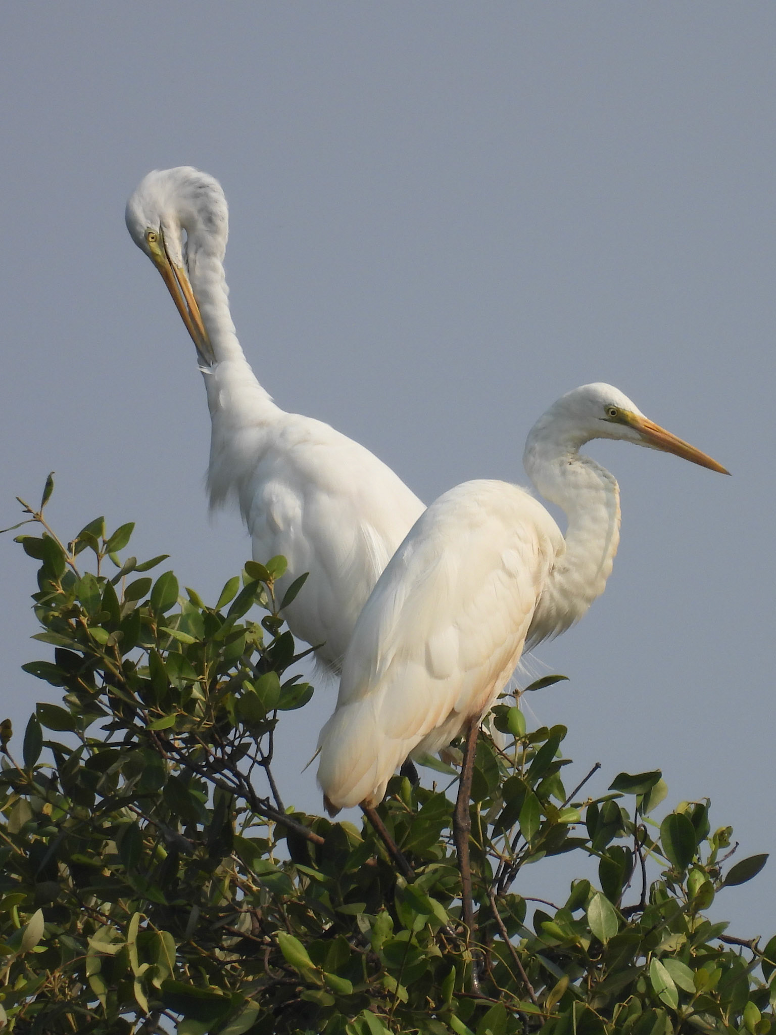 Great Egrets