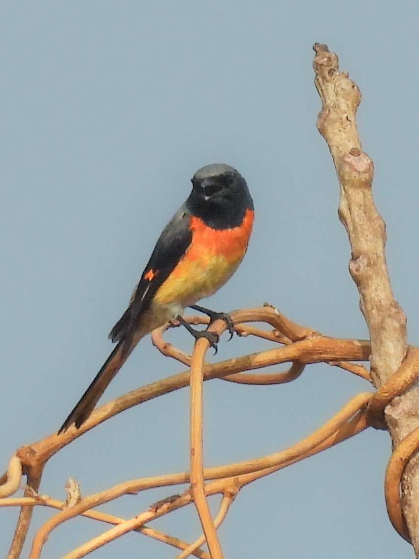 Small Minivet