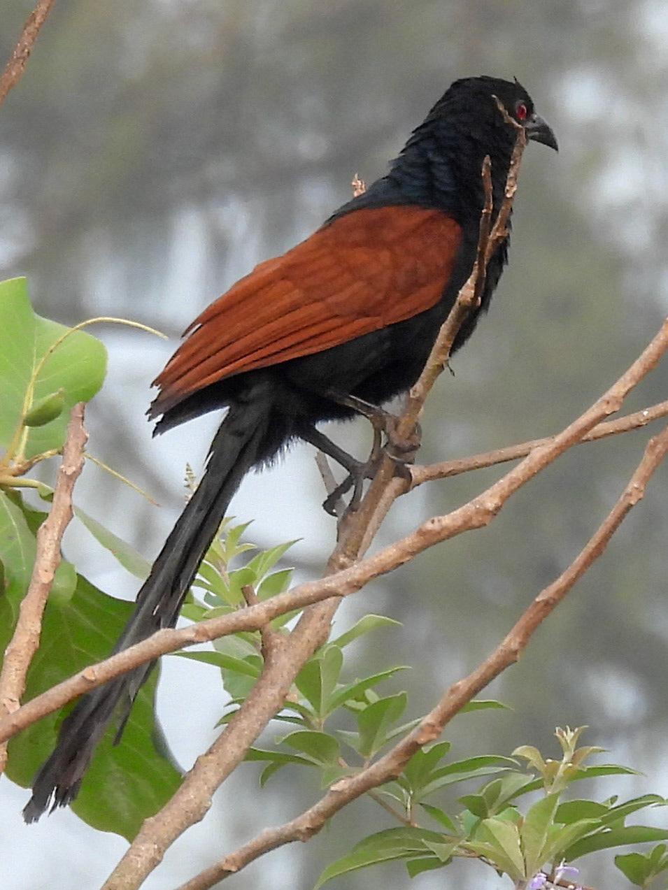 Greater Coucal