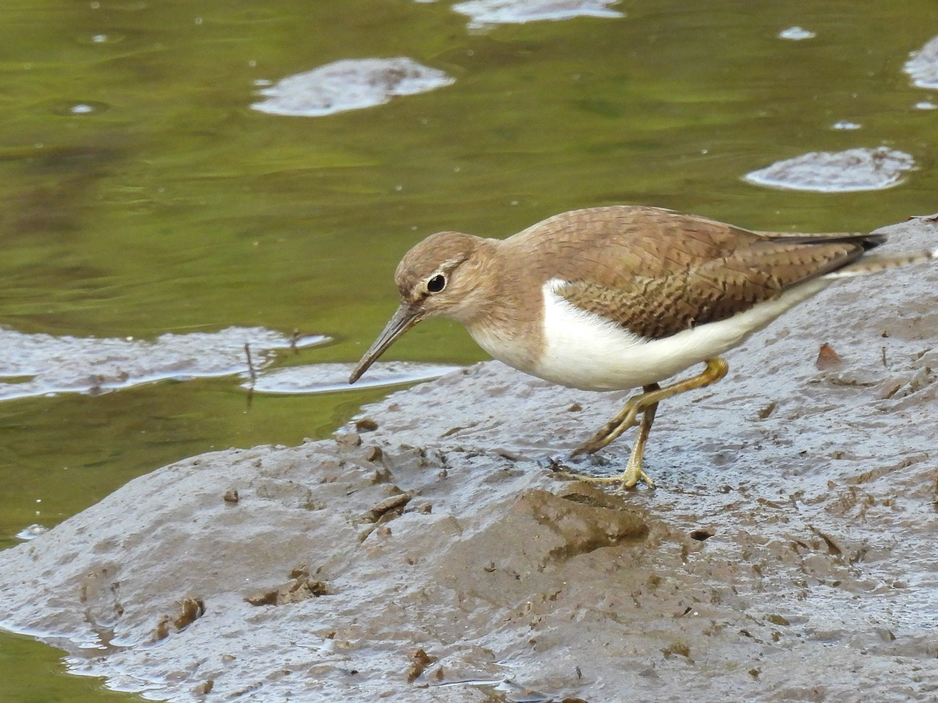 Common Sandpiper