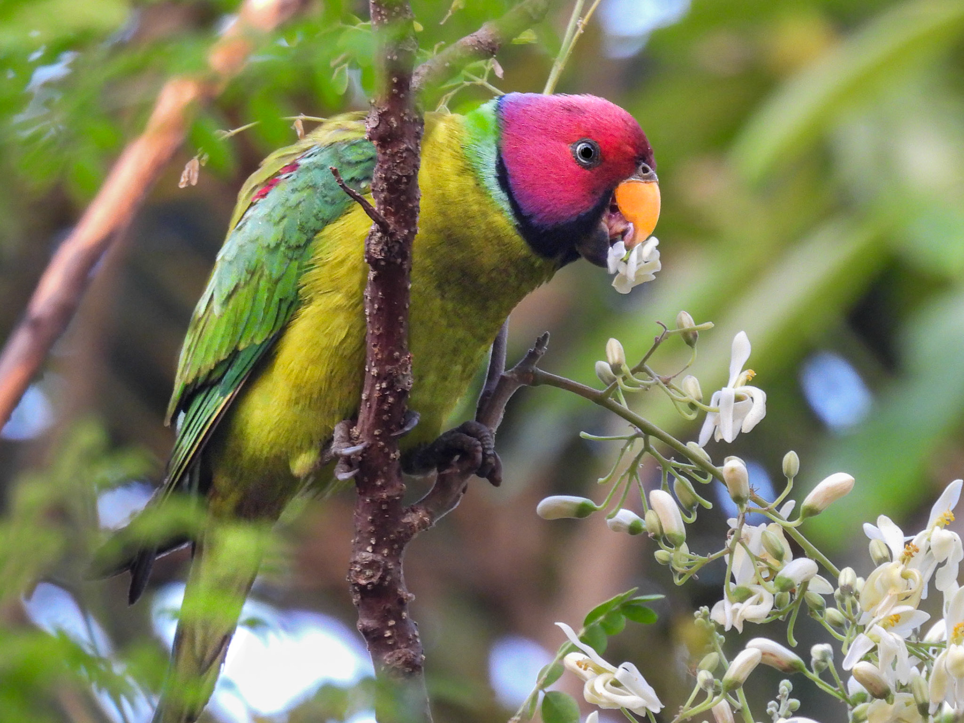 Plum-headed Parakeet