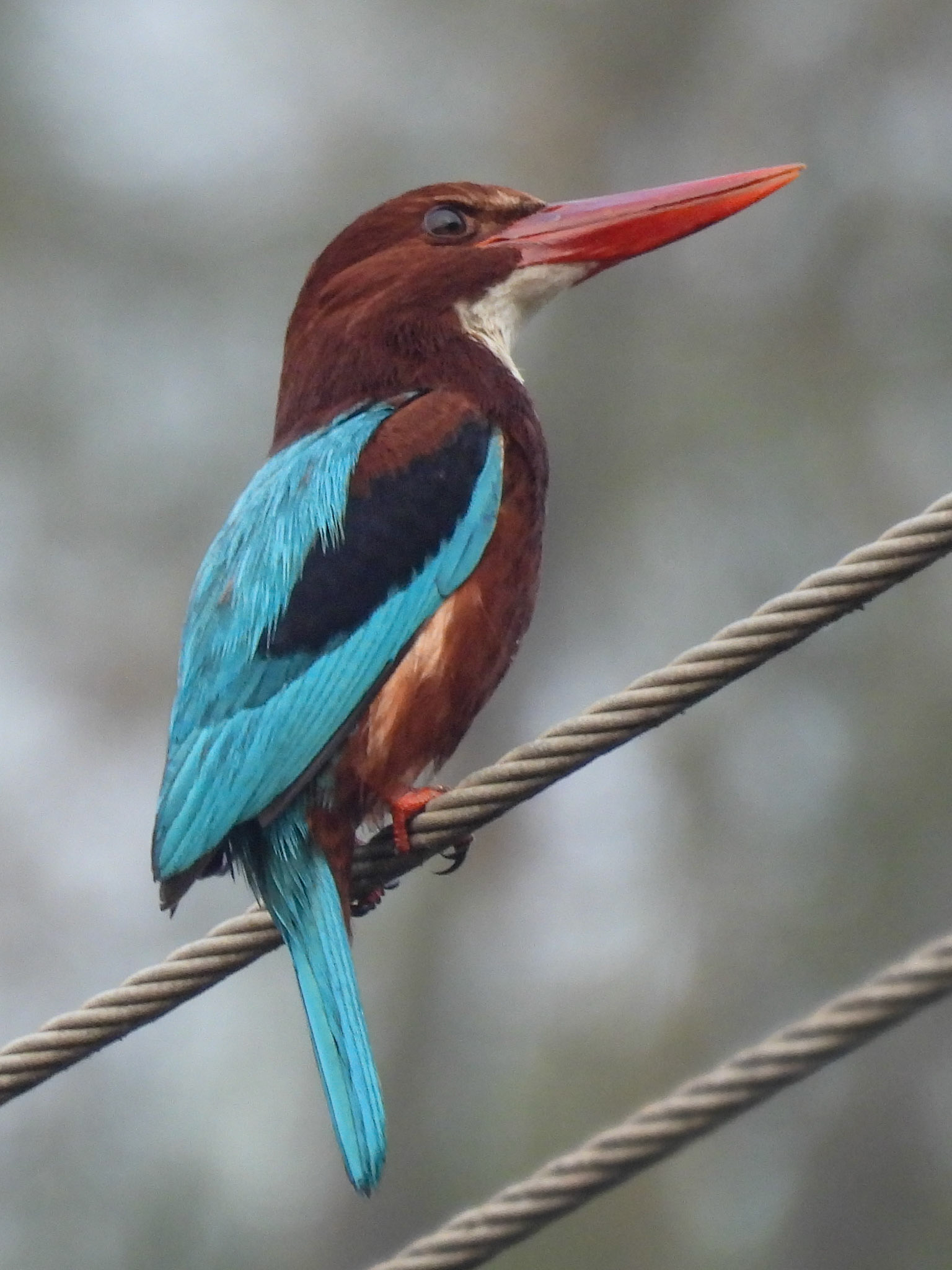 White-throated Kingfisher