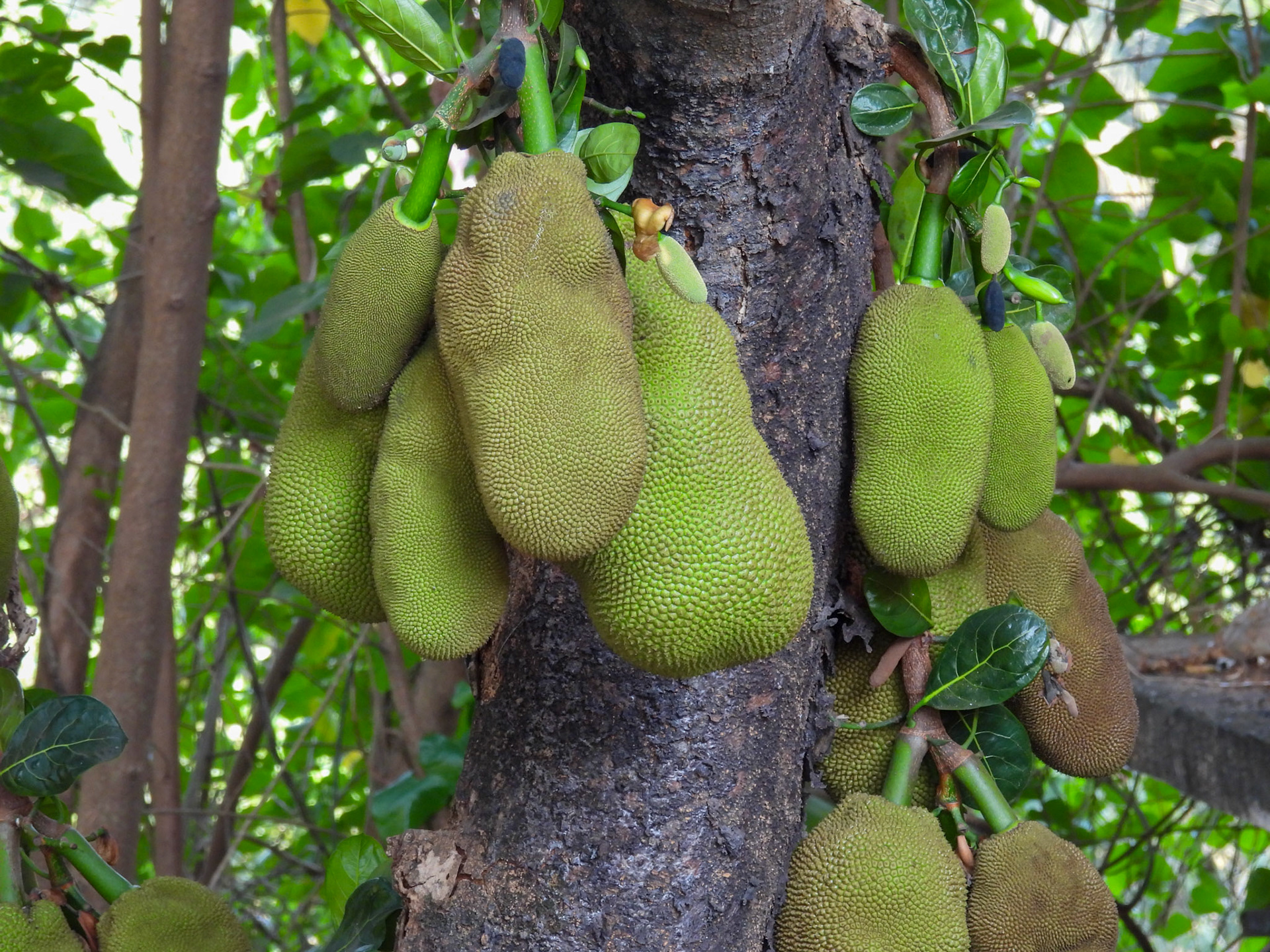 Jackfruit
