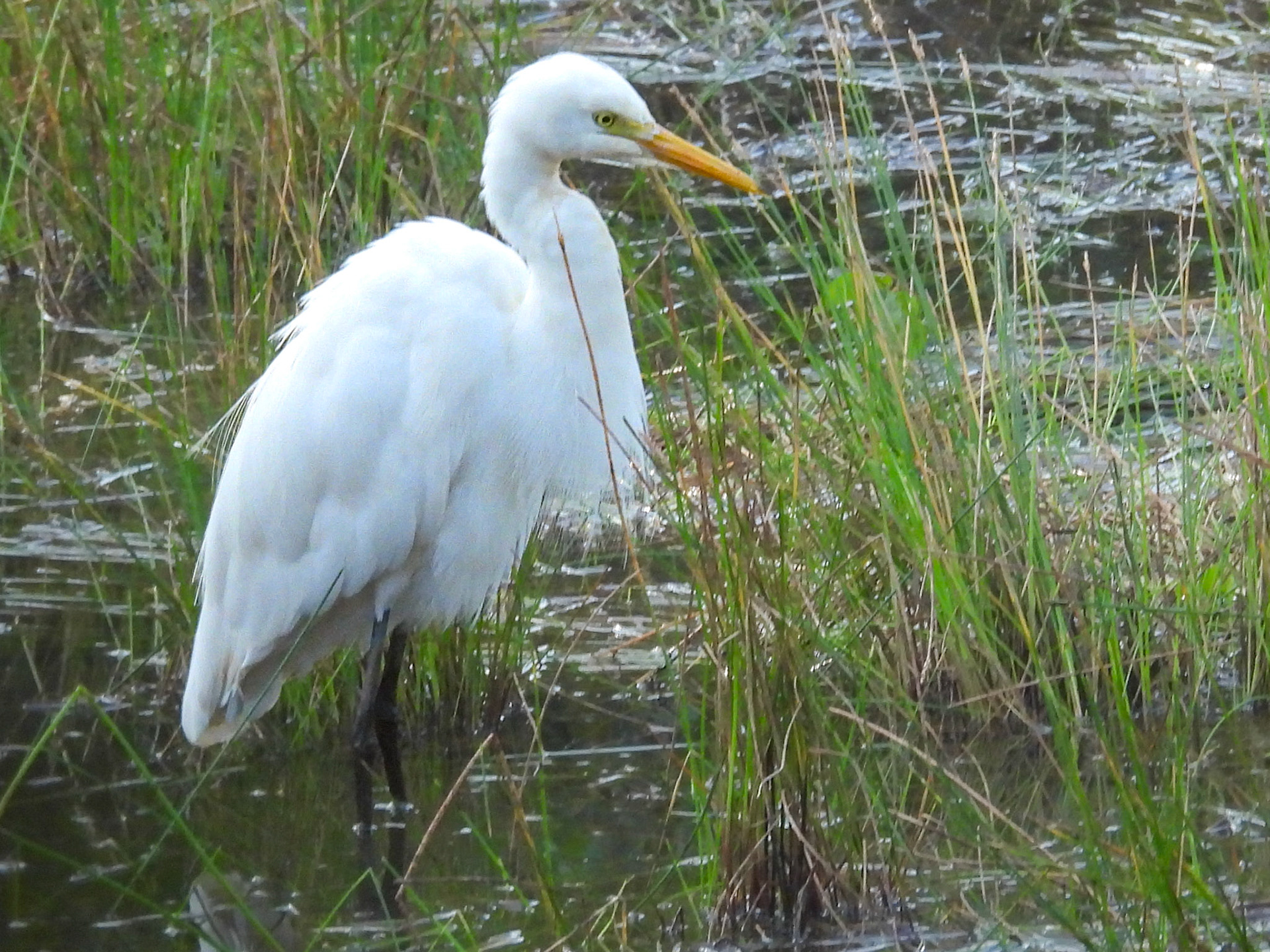 Medium Egret 