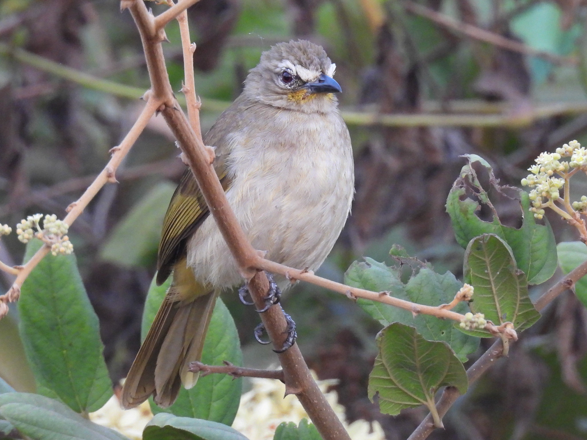White-browed Bulbul