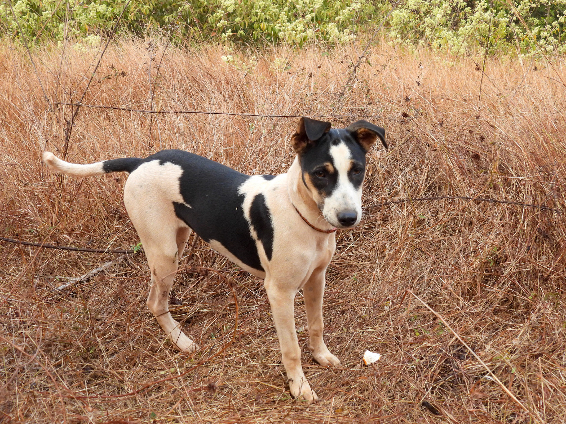 Another bird fancier at the temple