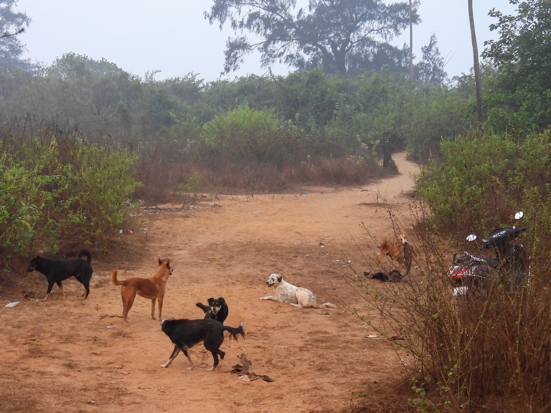 Some Other Early Birders