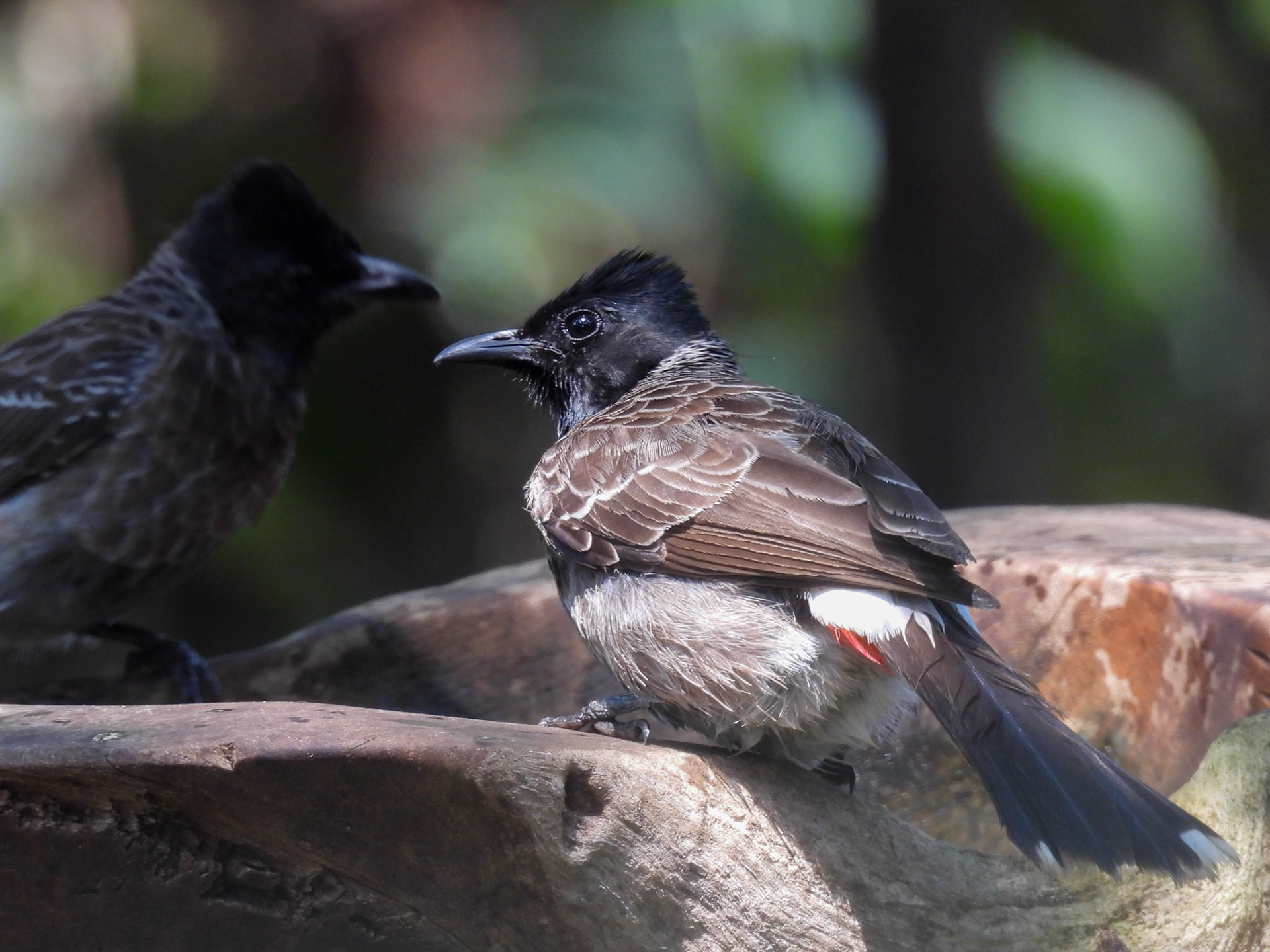 Red-vented Bulbuls at the Birdbath