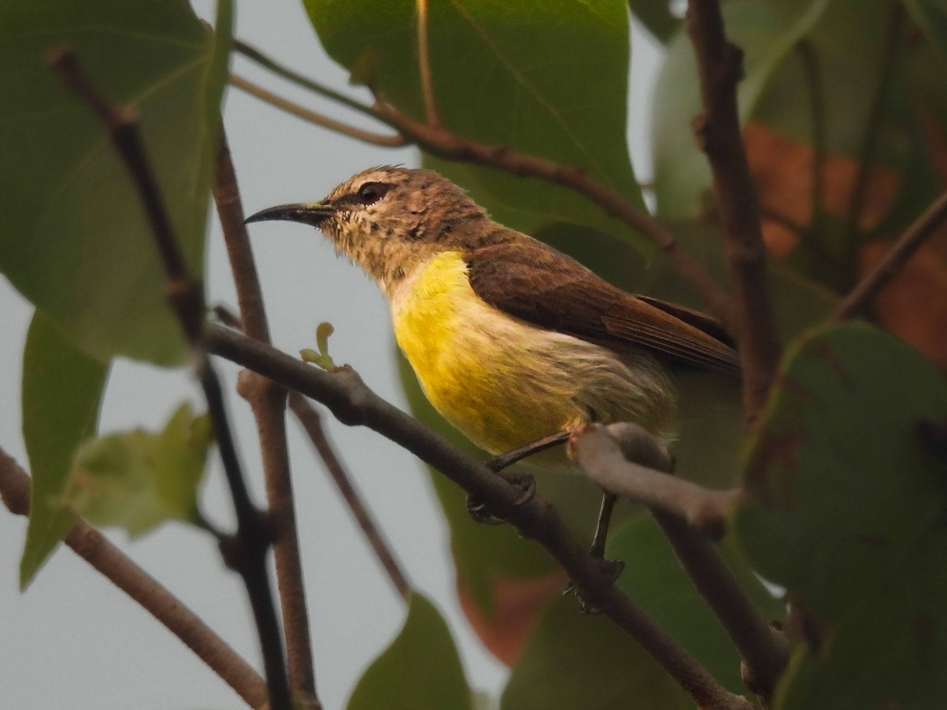 Purple-rumped Sunbird (F)