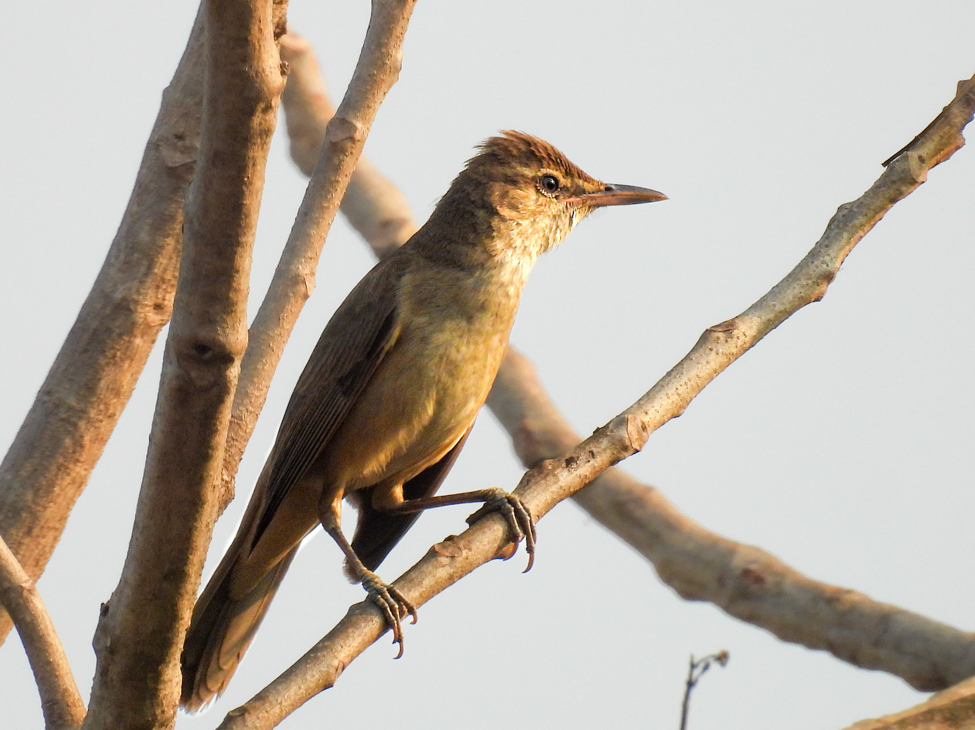 Clamorous Reed Warbler 