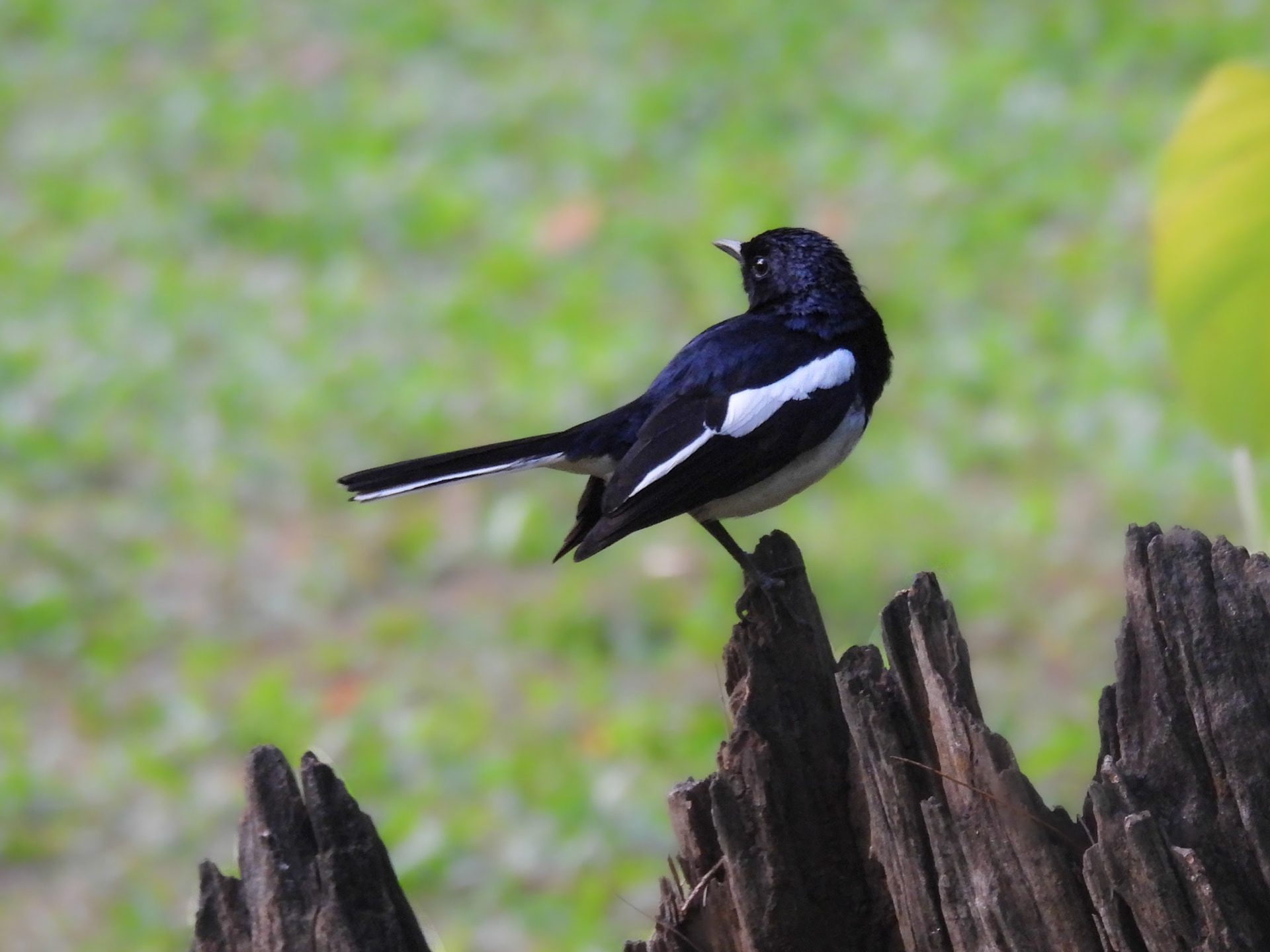 Oriental Magpie Robin