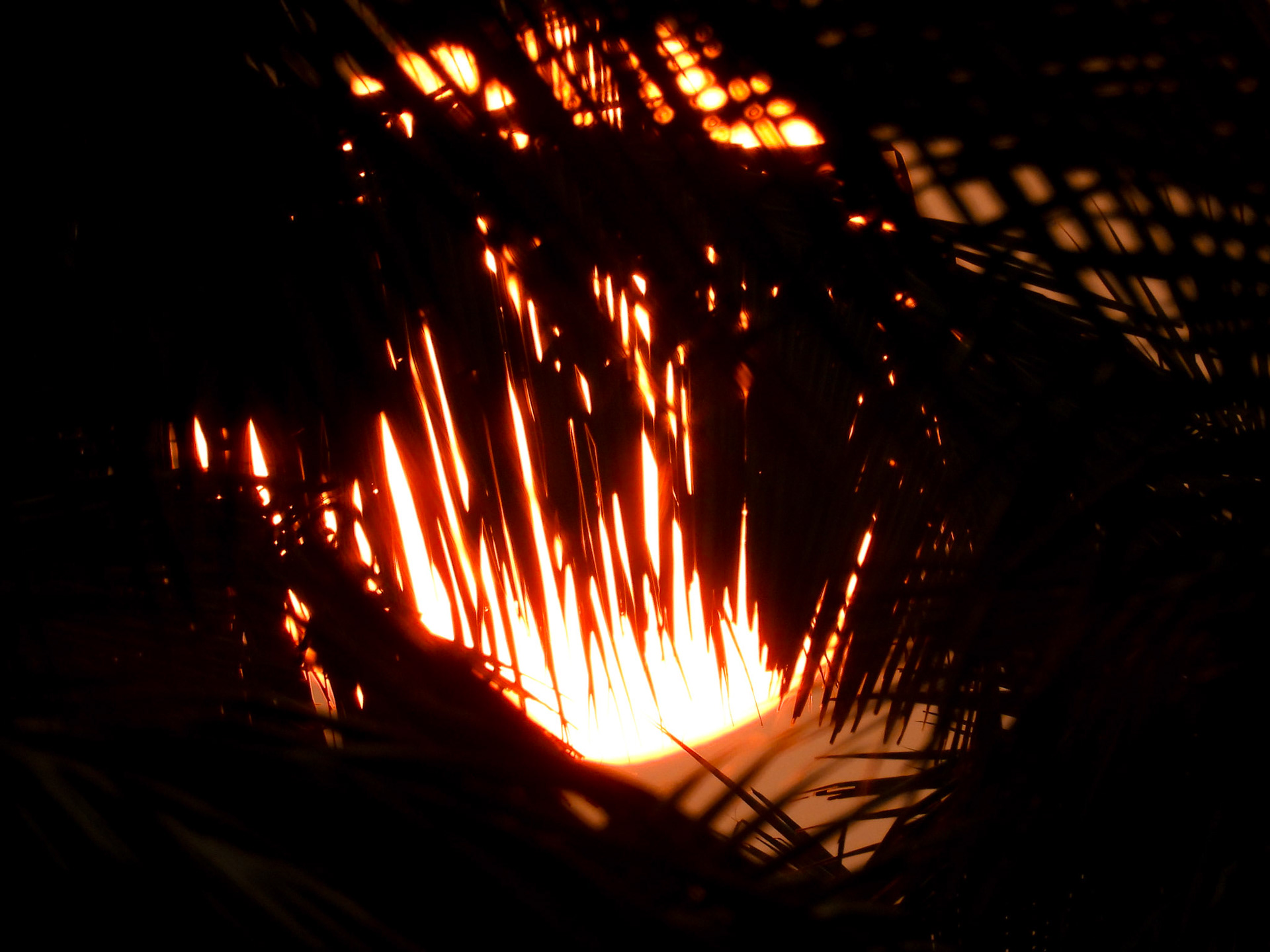 Sunlight Through the Fronds - Girkarwada 11/03/26